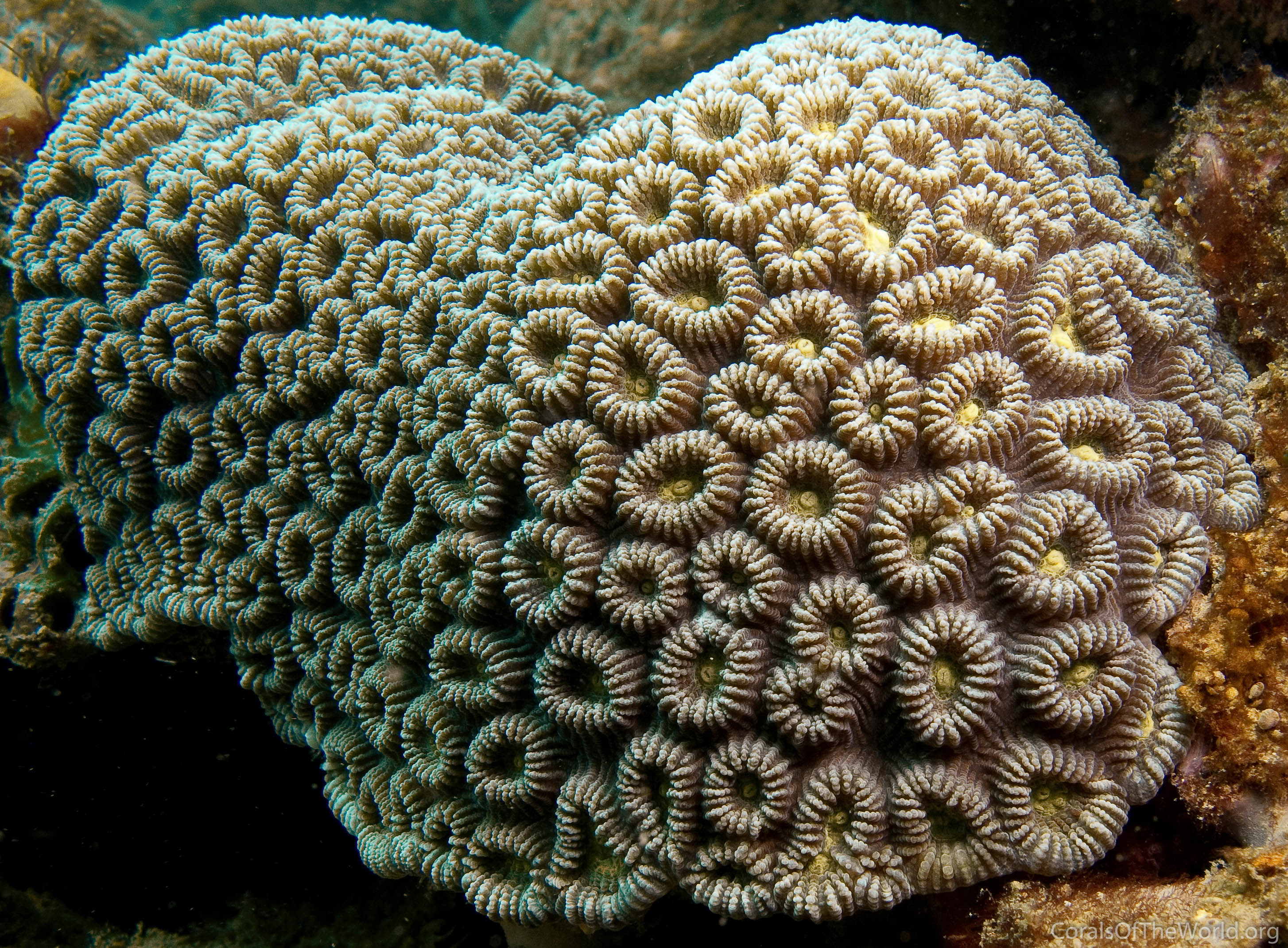 Corals of the World