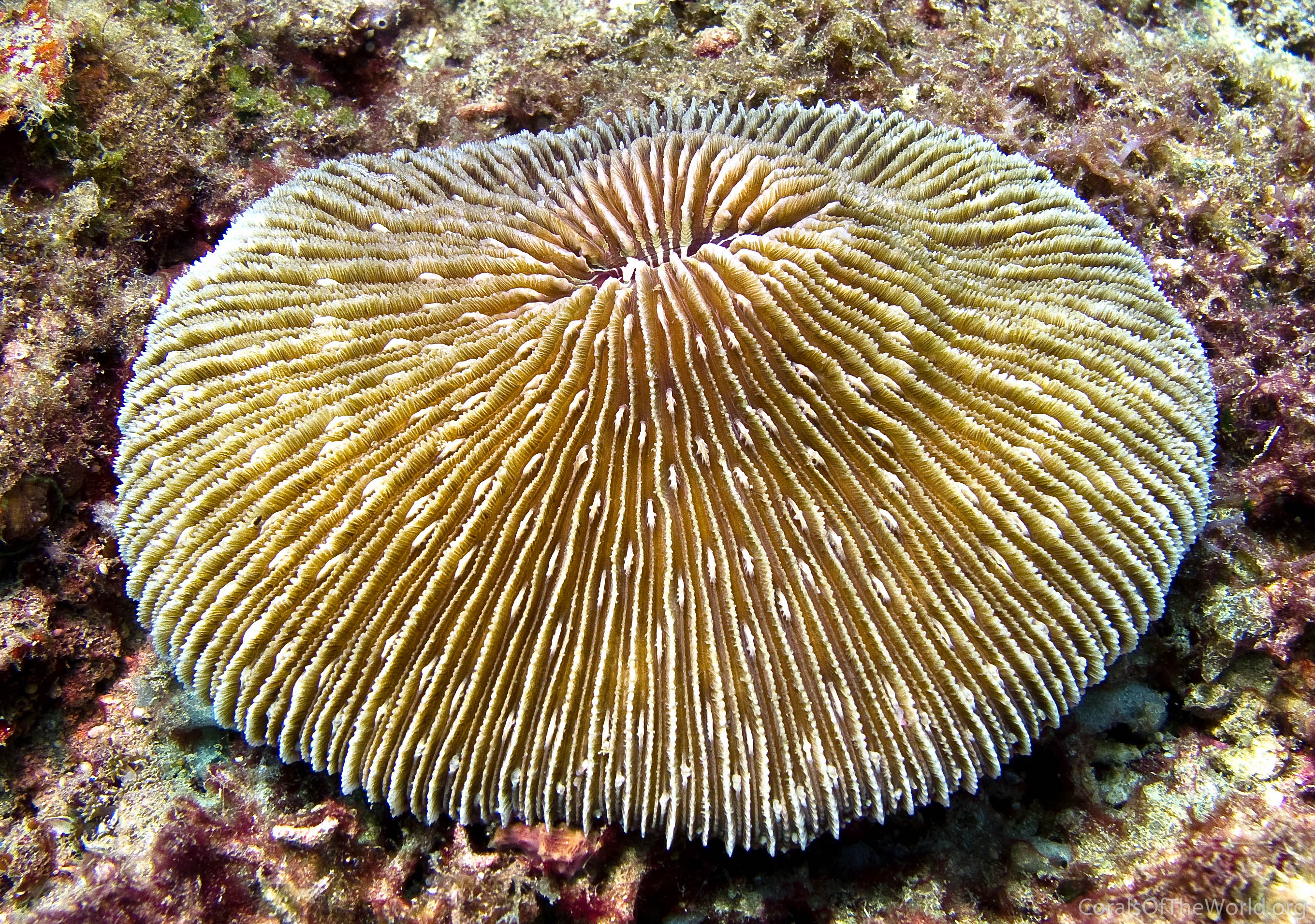 Corals of the World