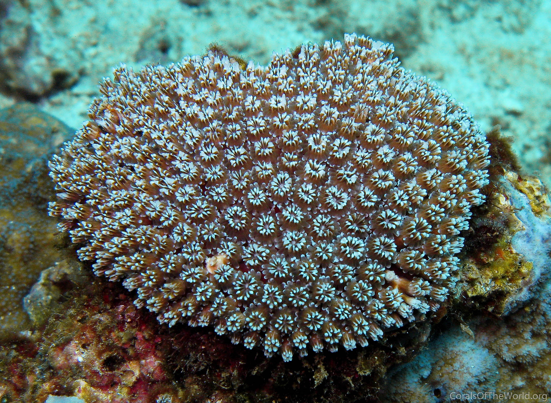 Galaxy Coral Galaxea Fascicularis ubicaciondepersonas.cdmx.gob.mx