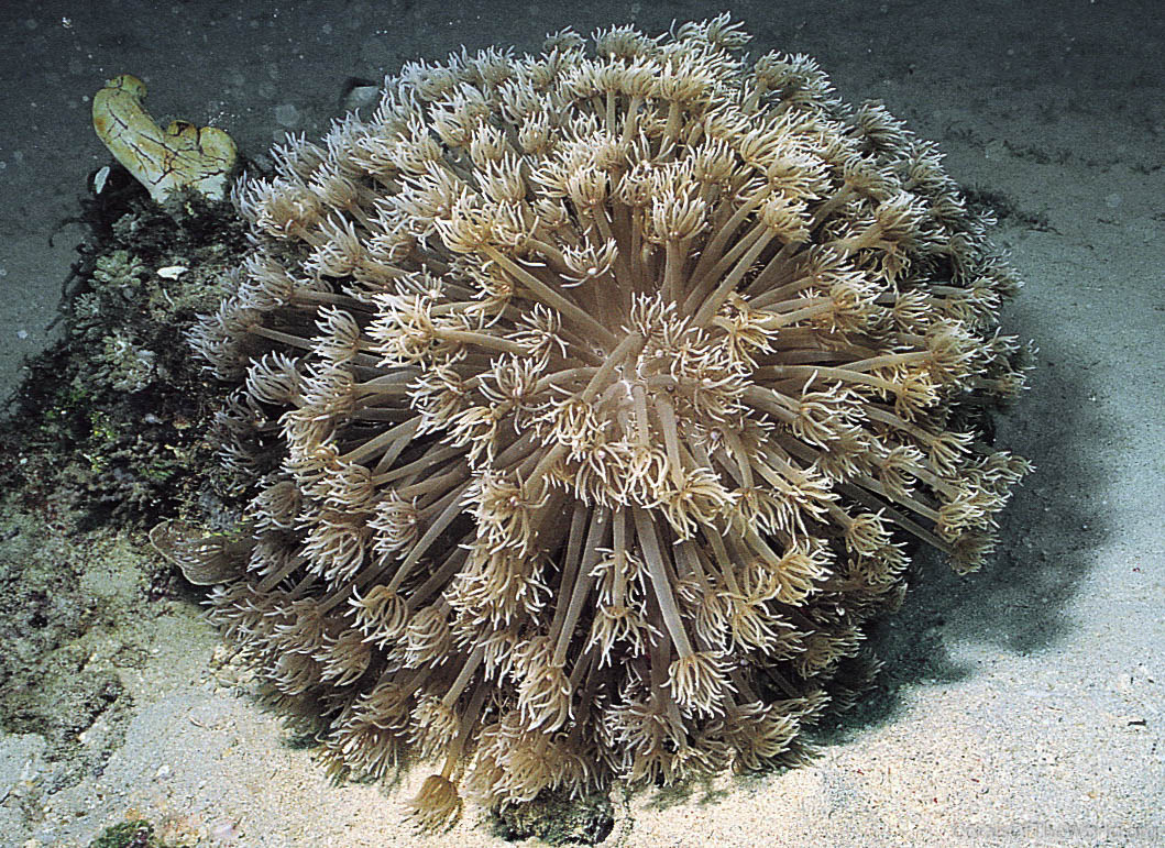 Corals Of The World