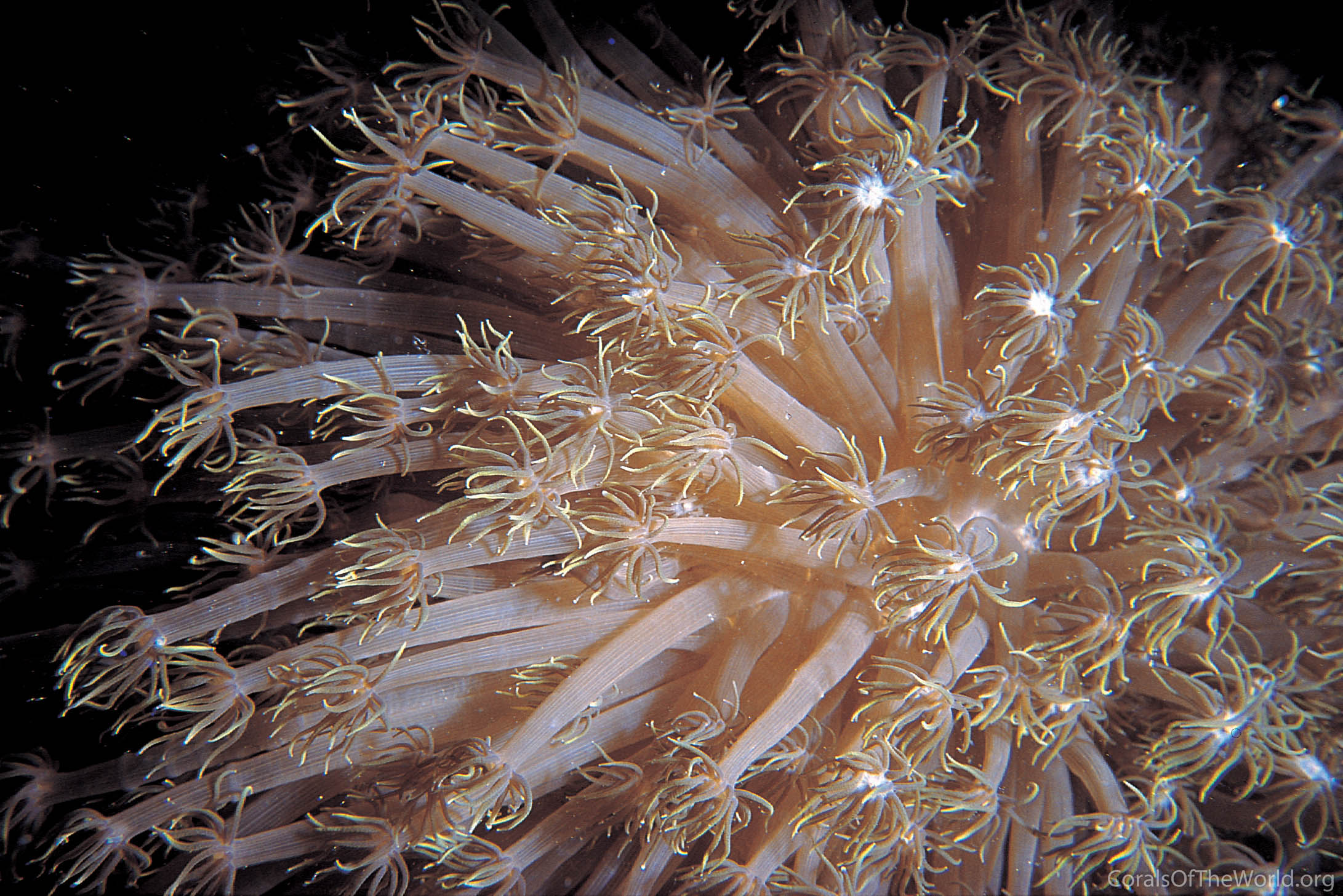 Corals Of The World