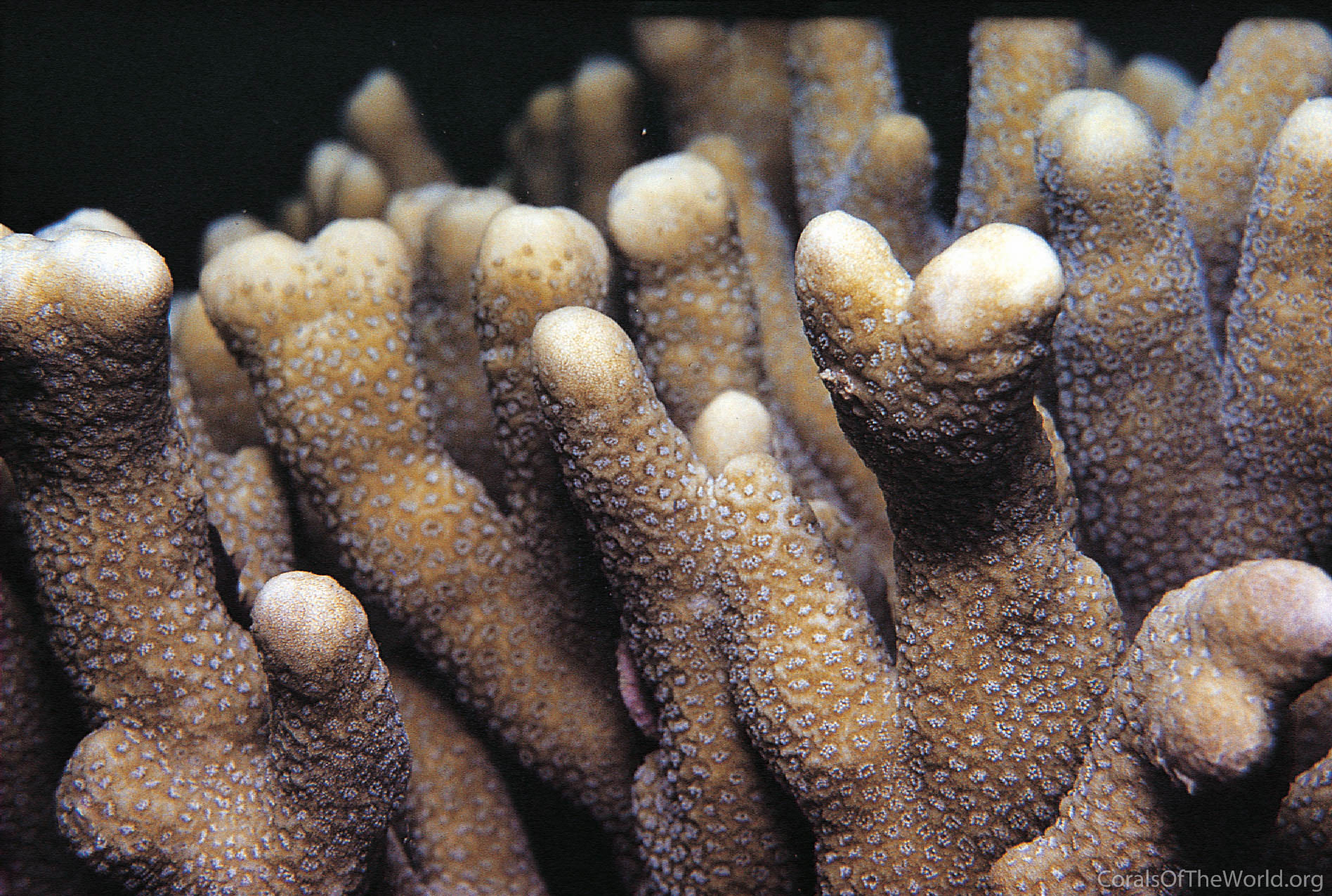Corals of the World
