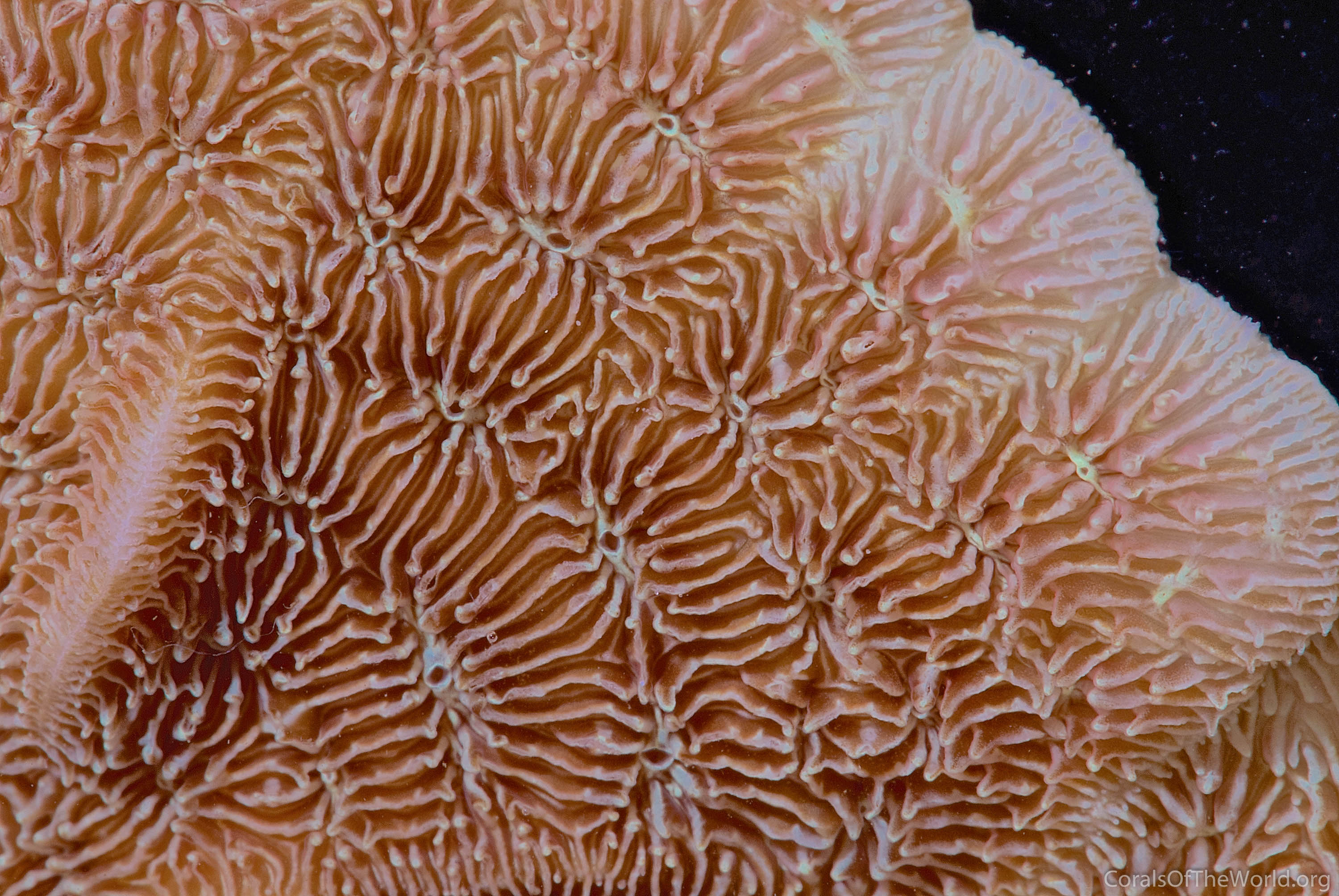 Corals of the World