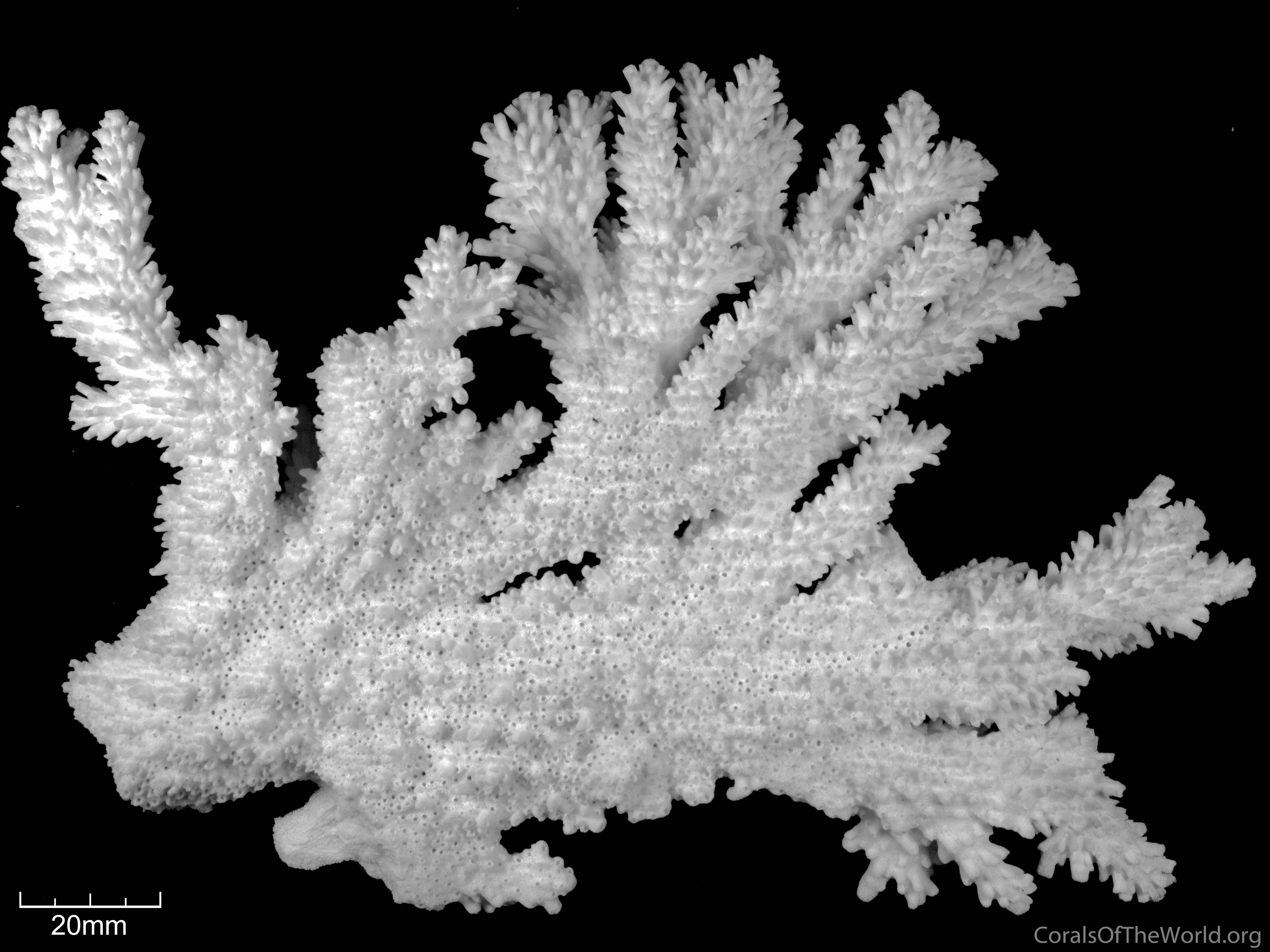 OZWRT Spirit of Copiapoa コピアポアの精霊 オズワート 2023年にozwrtに関わって頂いた全ての方に感謝を申し上げます