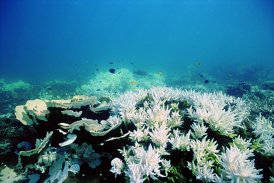 Bleached coral community