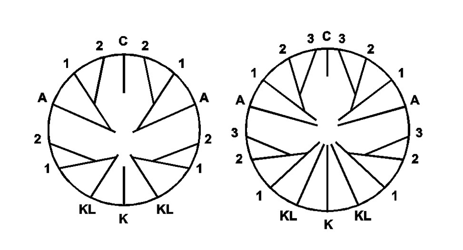The basic septal pattern