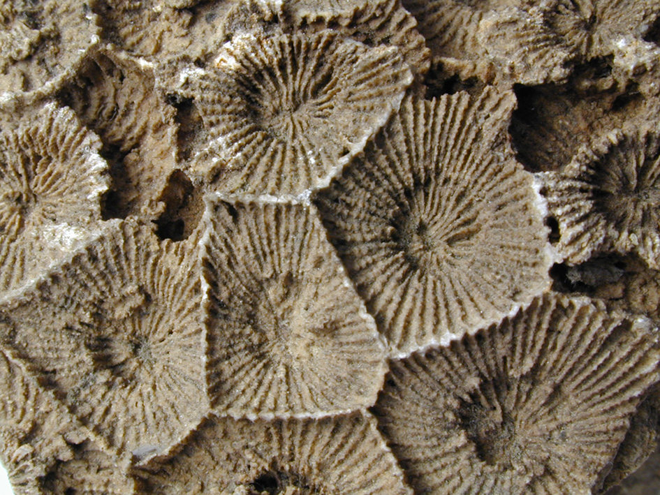 A colonial rugose coral