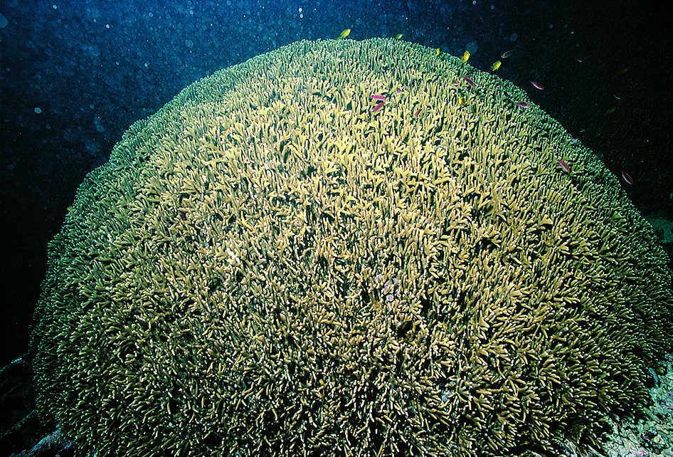 A large colony
