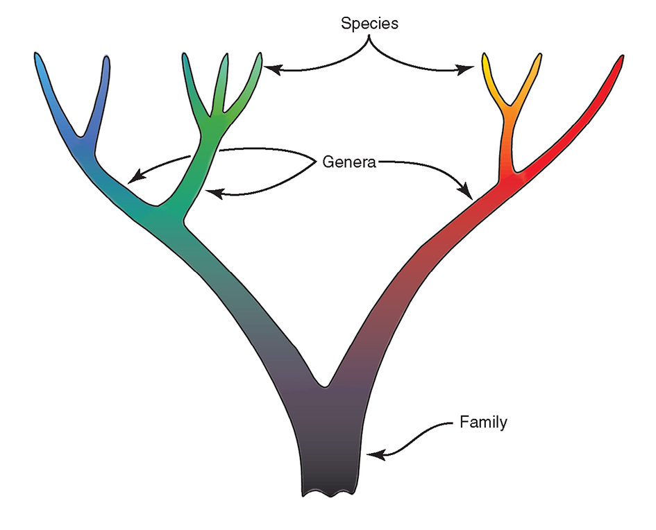 Traditional family tree