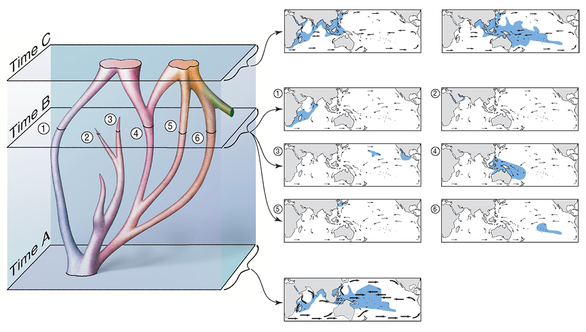Reticulate evolution maps