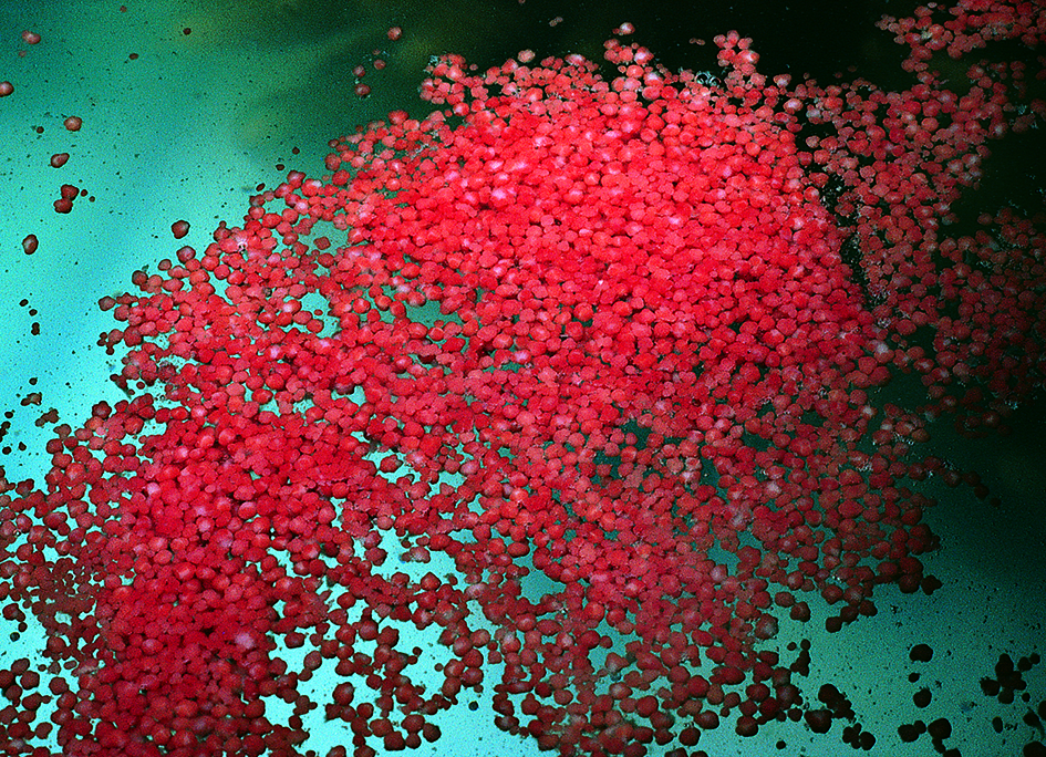 Close-up of egg and sperm bundles