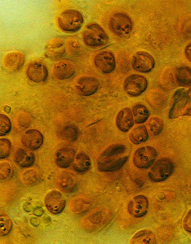 Microscopiczooxanthellae