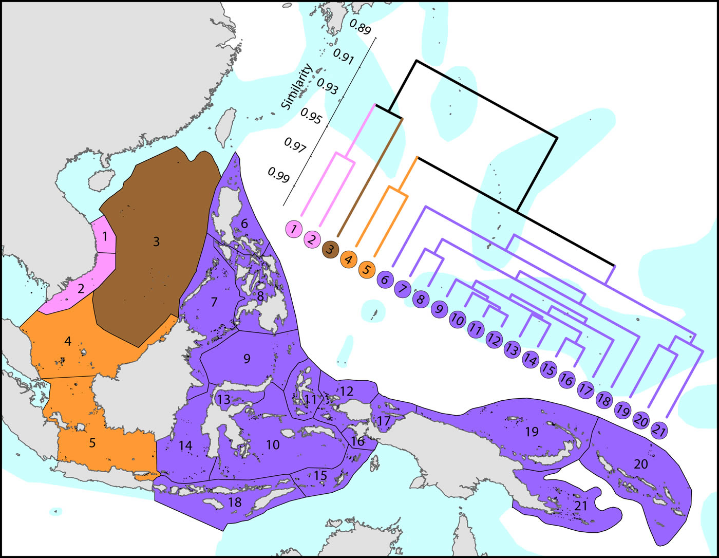 Species affinity Coral Triangle