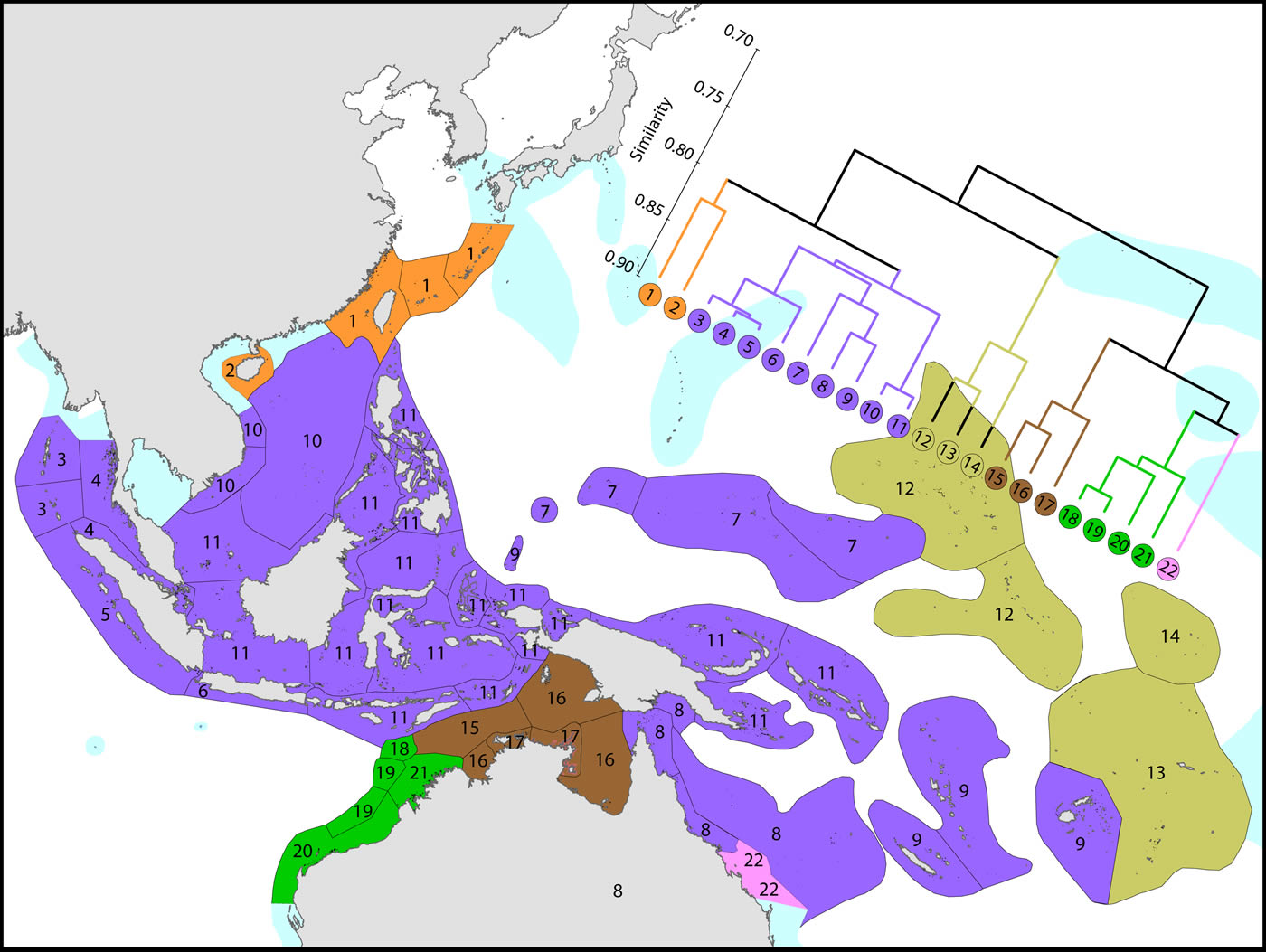 Species affinity Central Indo-Pacific