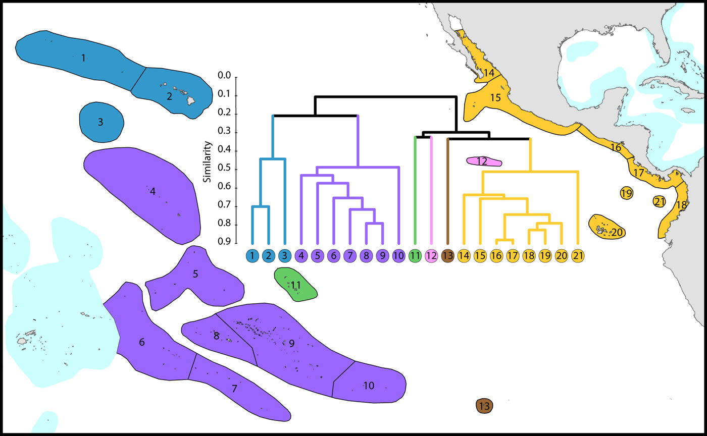 Species affinity eastern Pacific