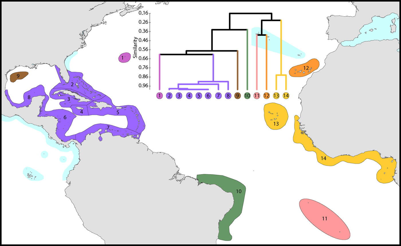 Species affinity Atlantic