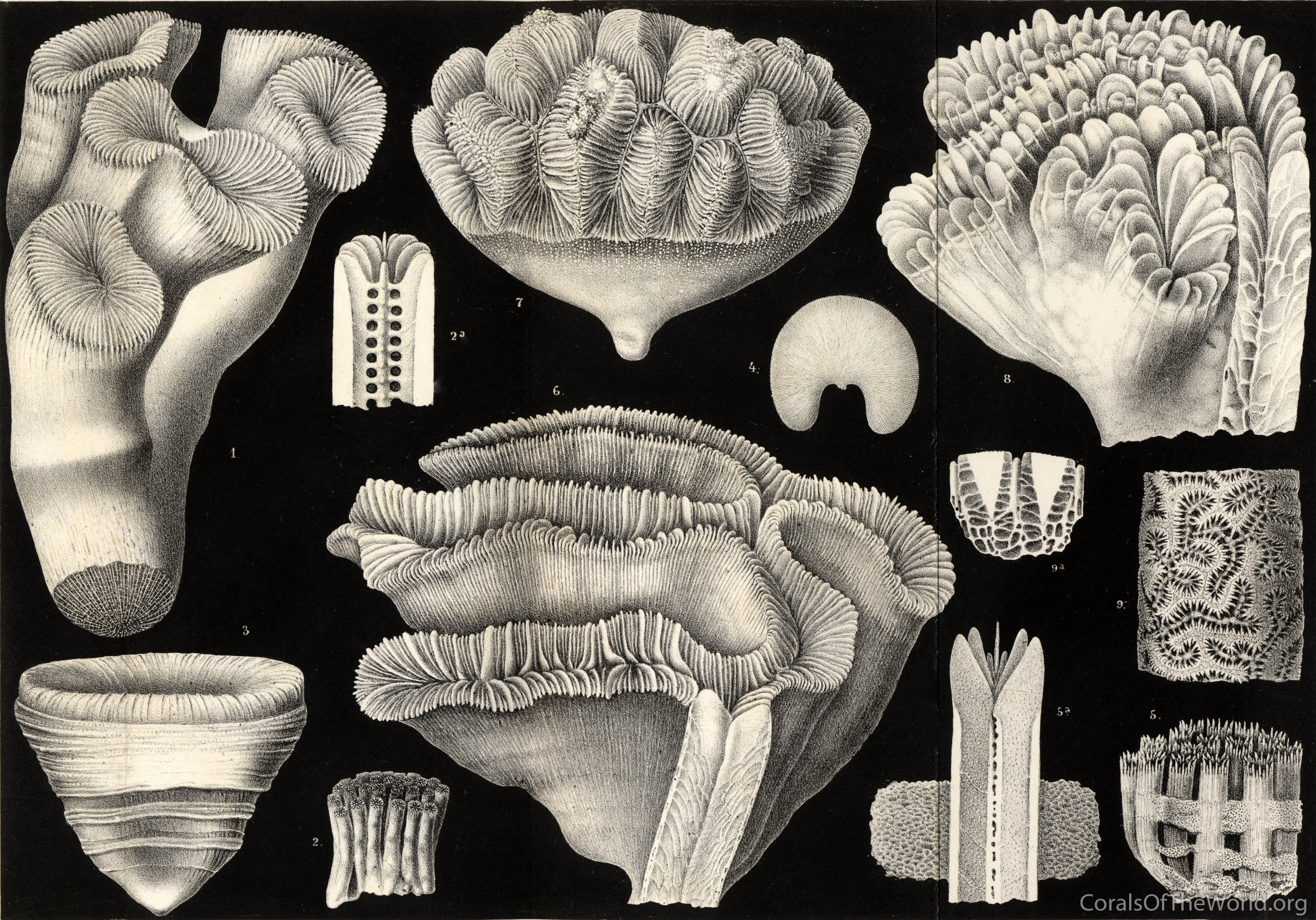 Quality artwork of corals