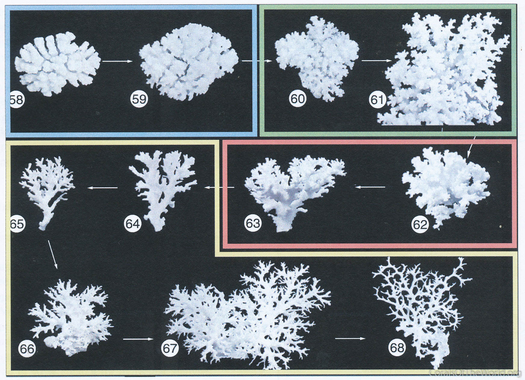 Morphological variation