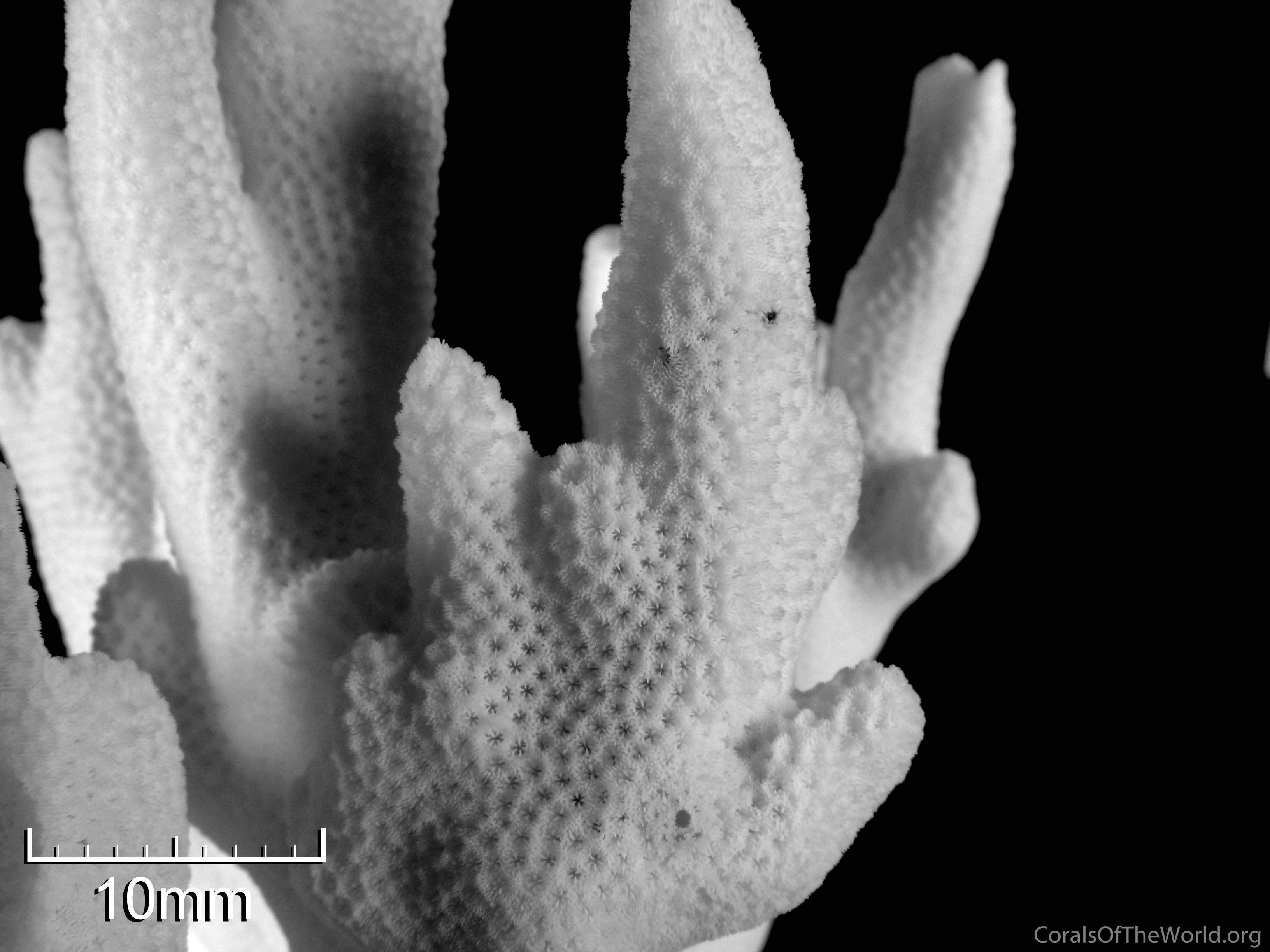 http://www.coralsoftheworld.org/media/images/0252_BW02_01.jpg