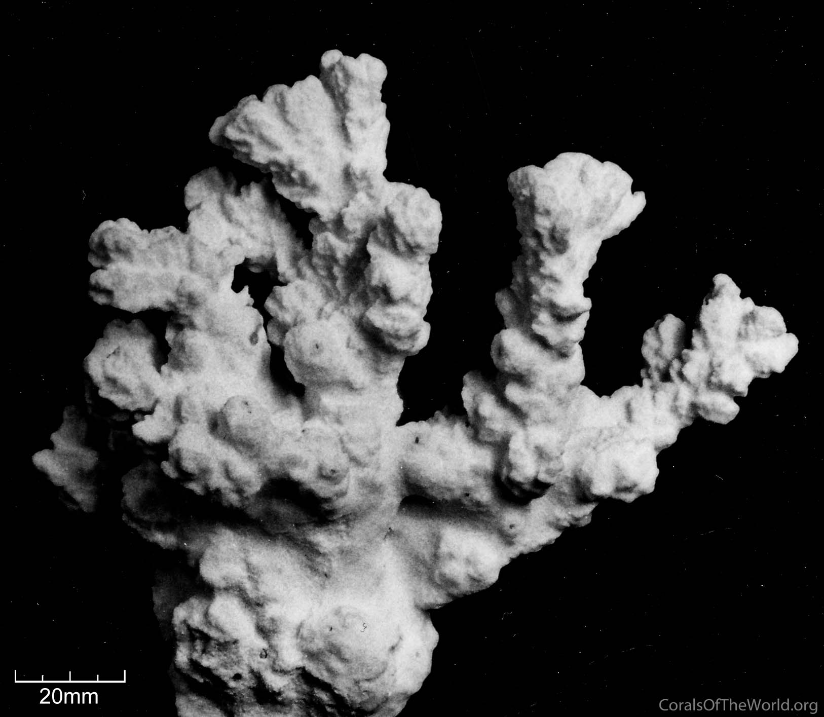 http://www.coralsoftheworld.org/media/images/0324_BW02_04.jpg