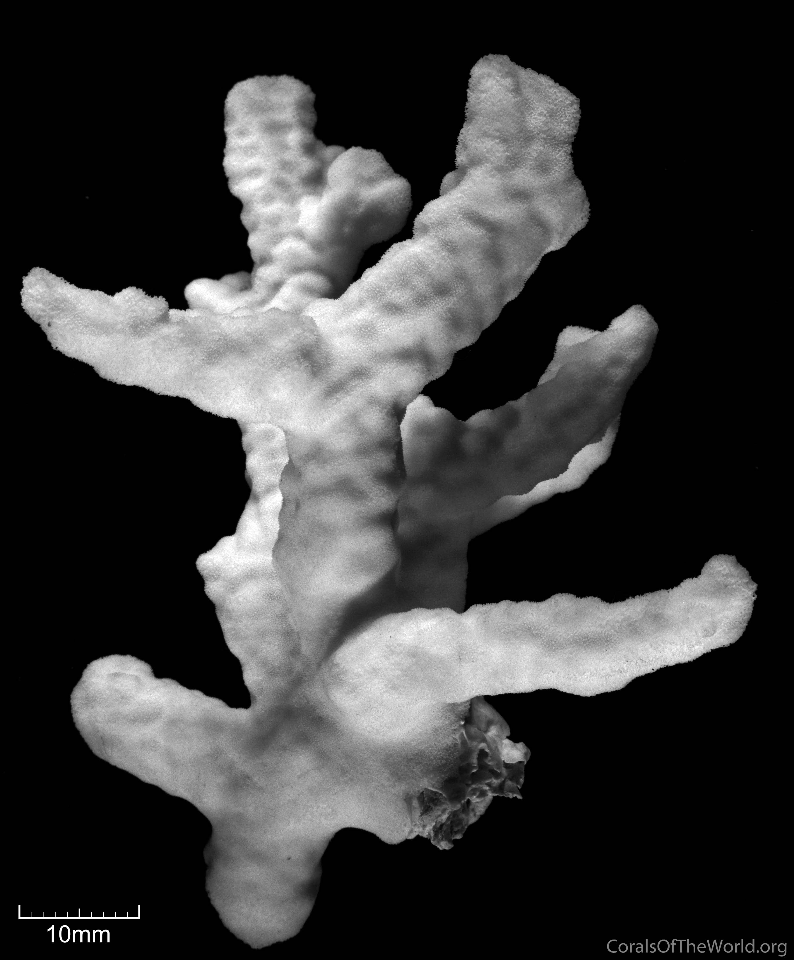 http://www.coralsoftheworld.org/media/images/0478_BW02_01.jpg