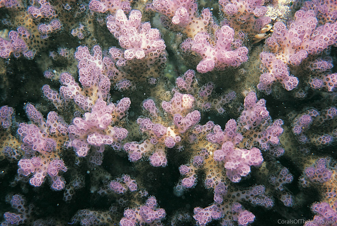 POCILLOPORA REEF AQUARIUM