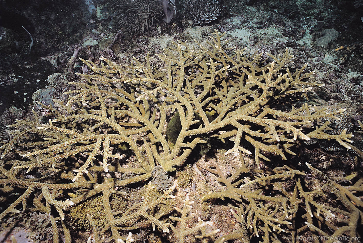 Corals of the World