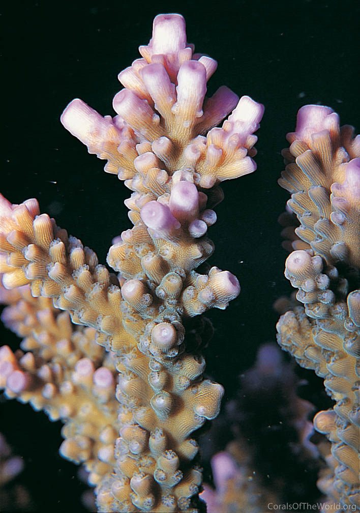 洋書 CORALS of the world Corals of the World is discontinued