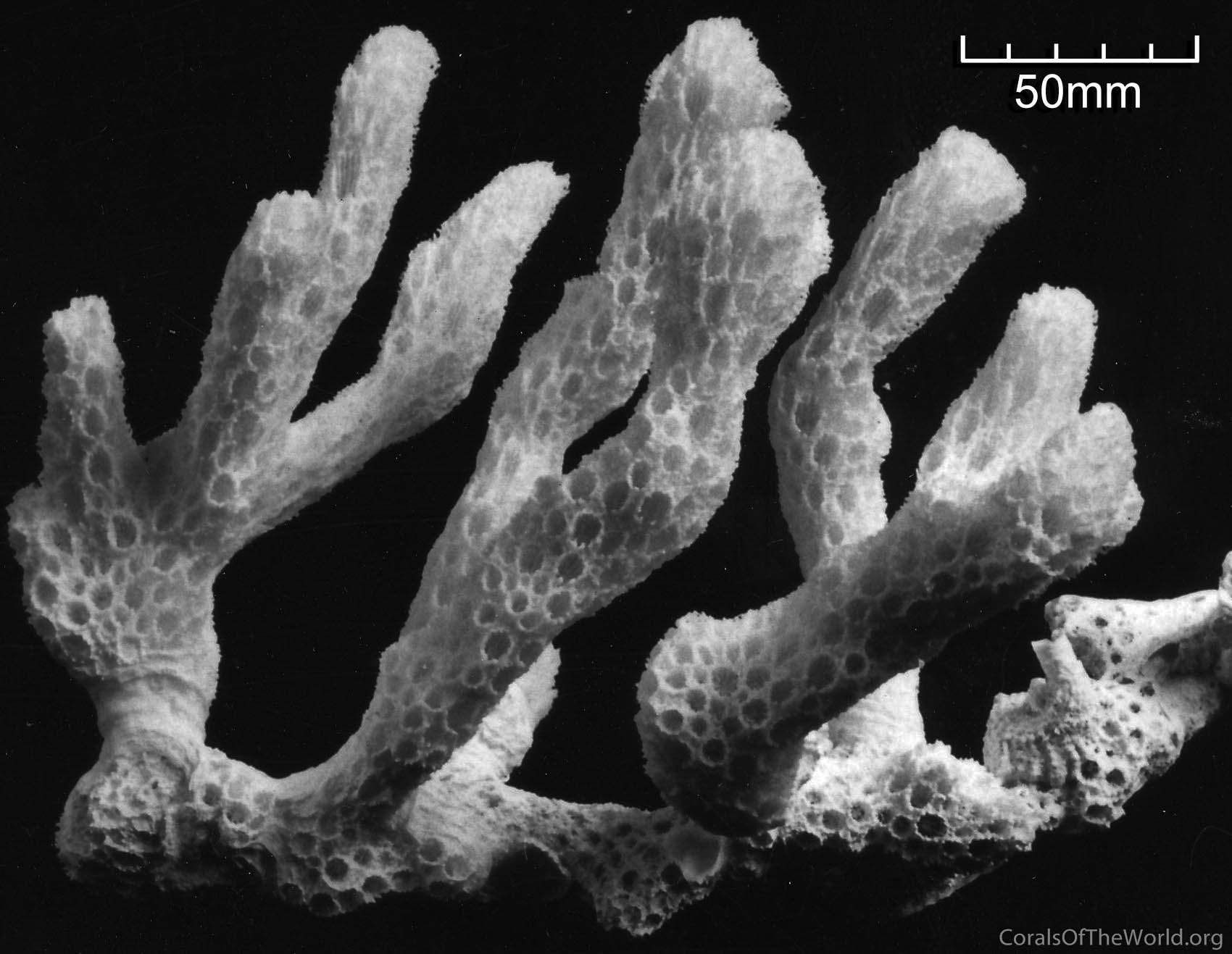 Coral Black And White
