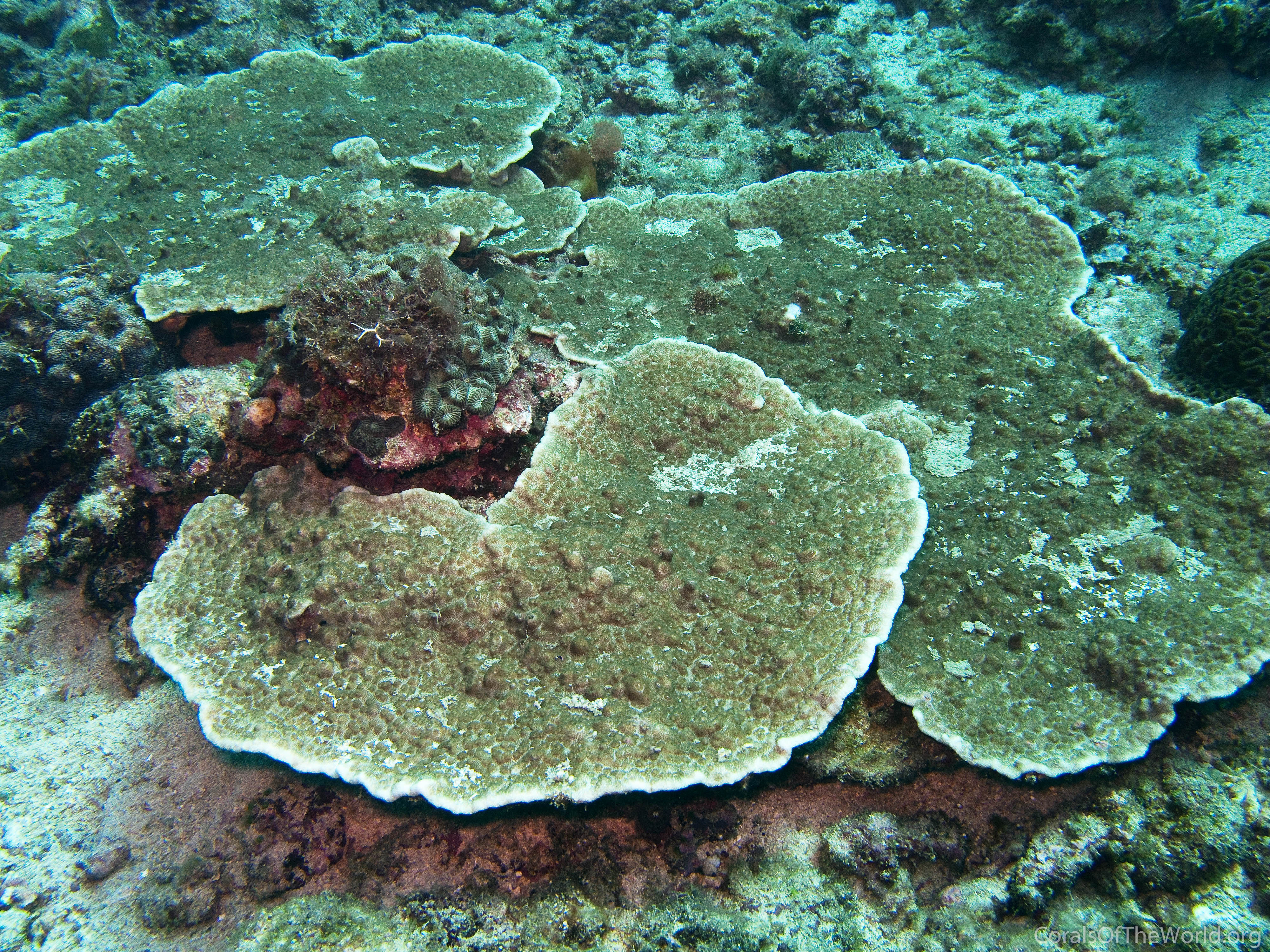 Corals of the World, Vol. 1, 2, 3 (in Slip Cover): Veron