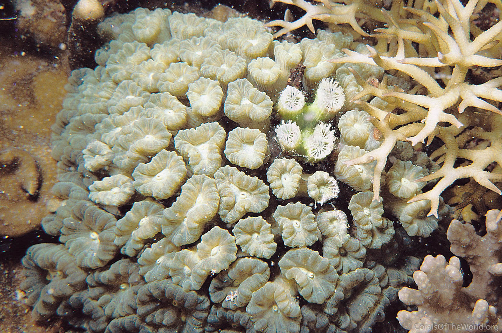 洋書 CORALS of the world CORALS OF THE WORLD By Elizabeth Wood - Hardcover
