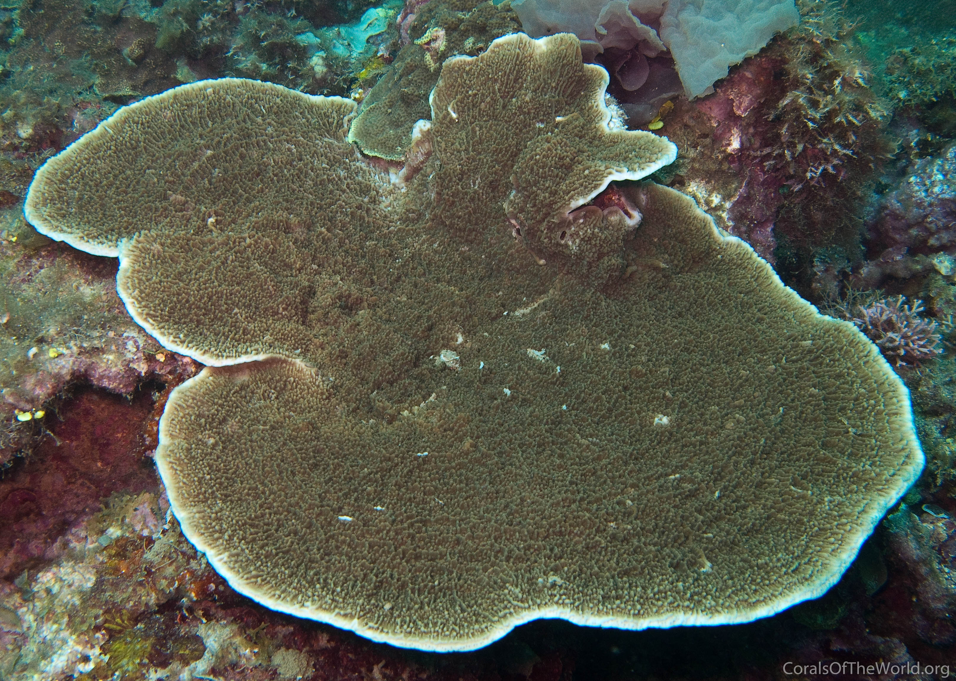 Corals of the World