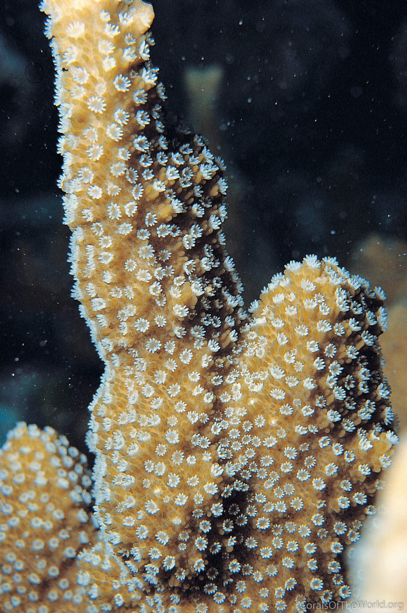 Corals of the World