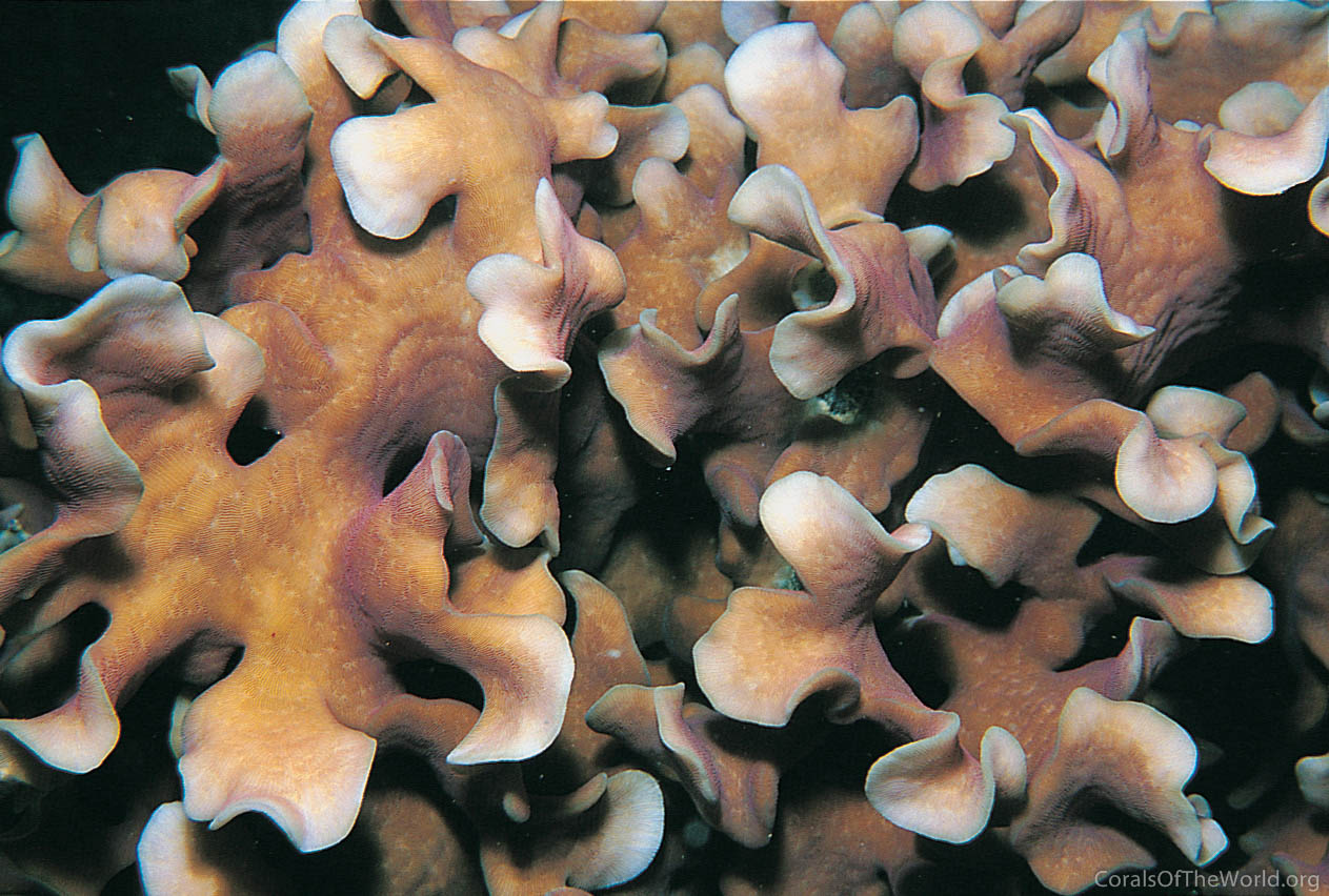 Corals of the World