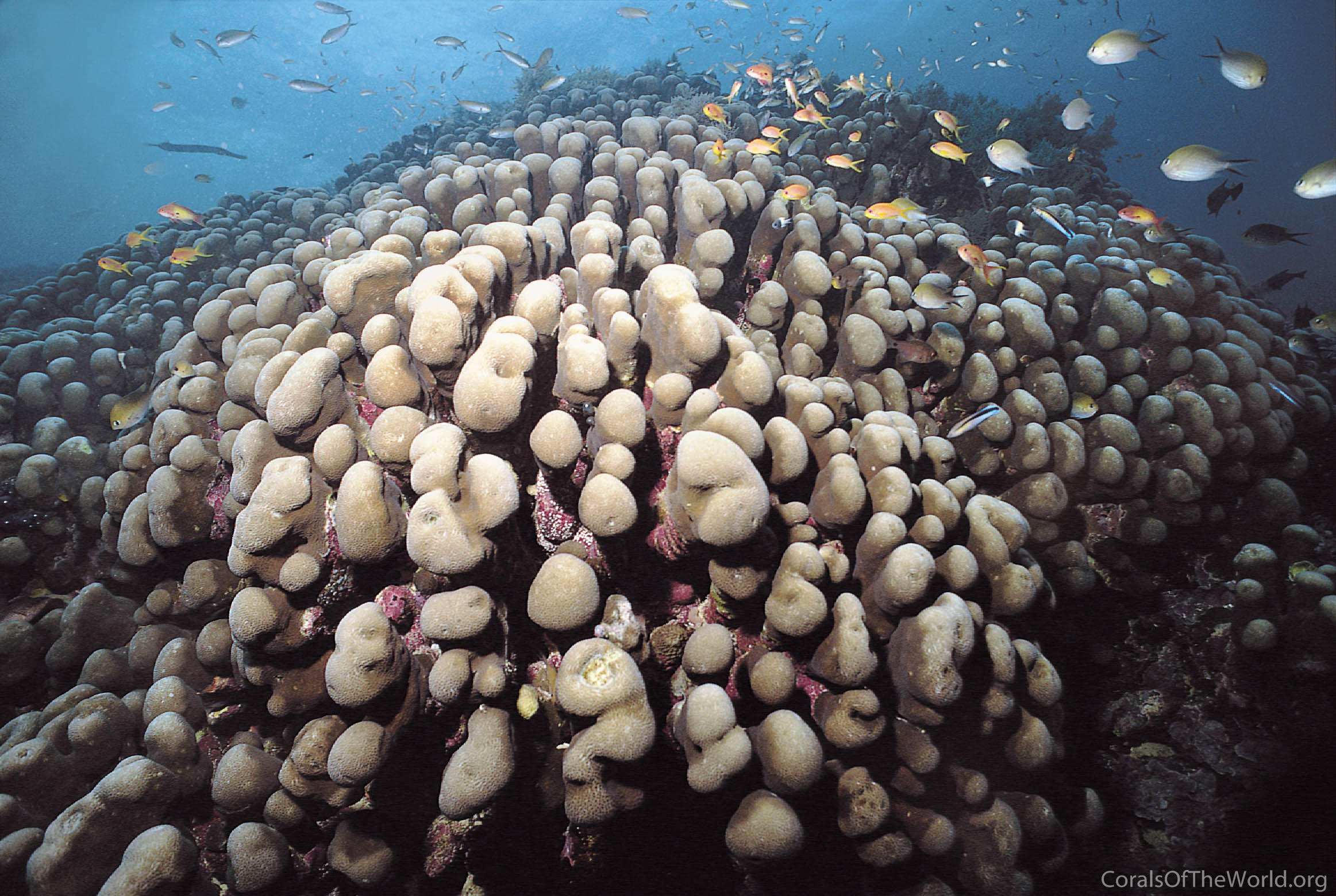 Picture of Pavona clavus