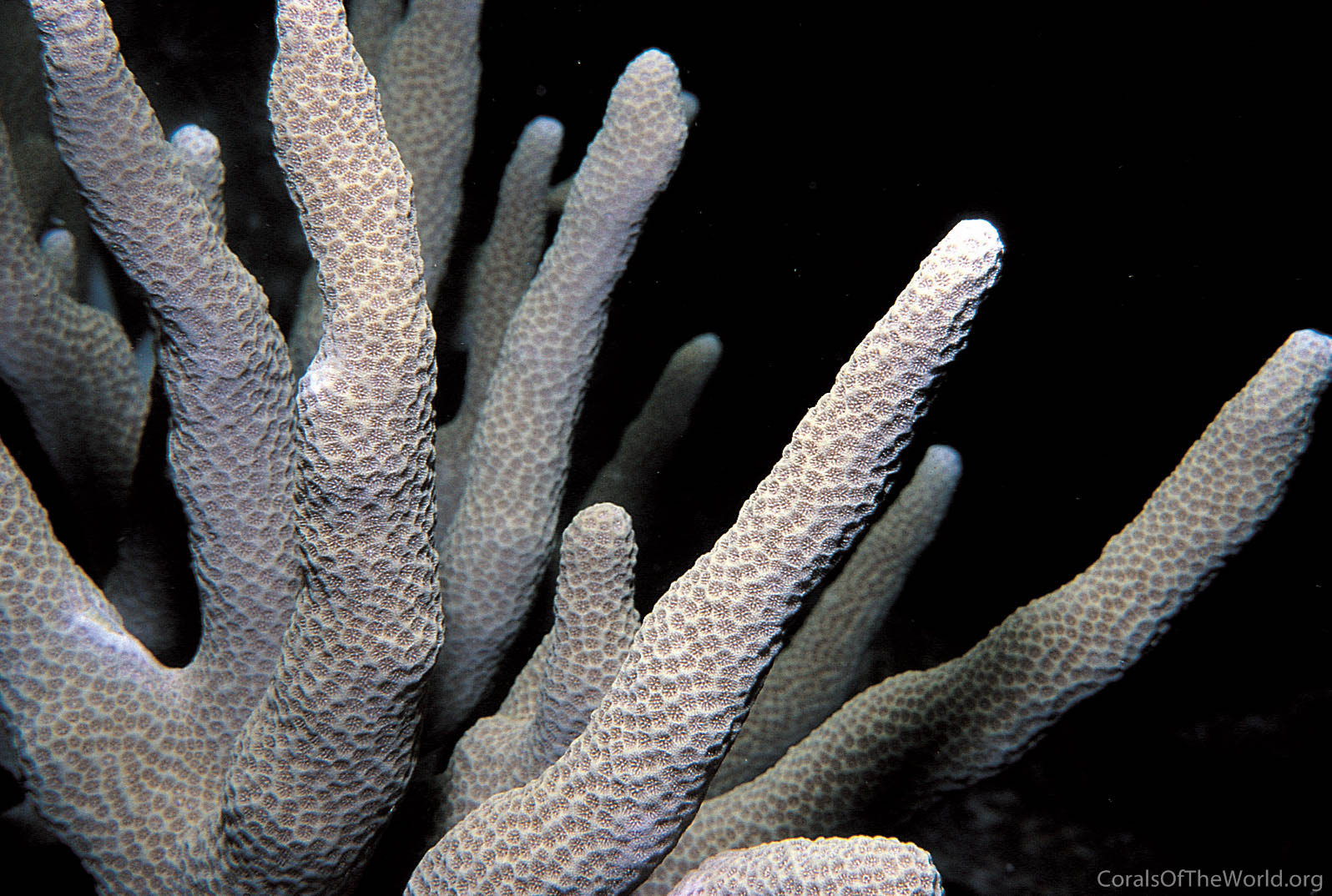 Corals of the World