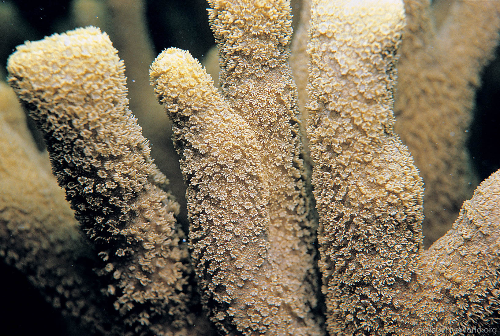 Corals of the World