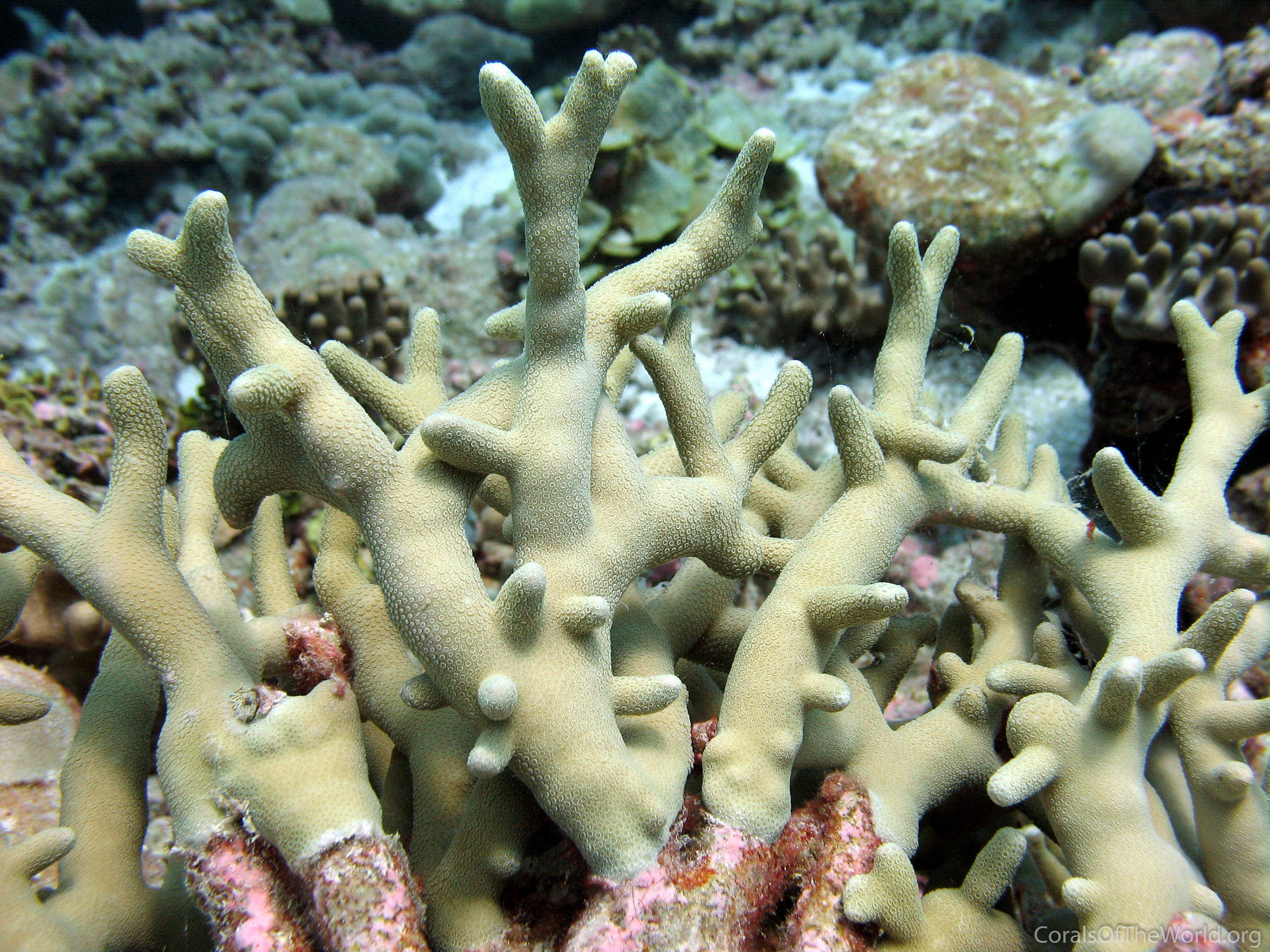 Corals of the World