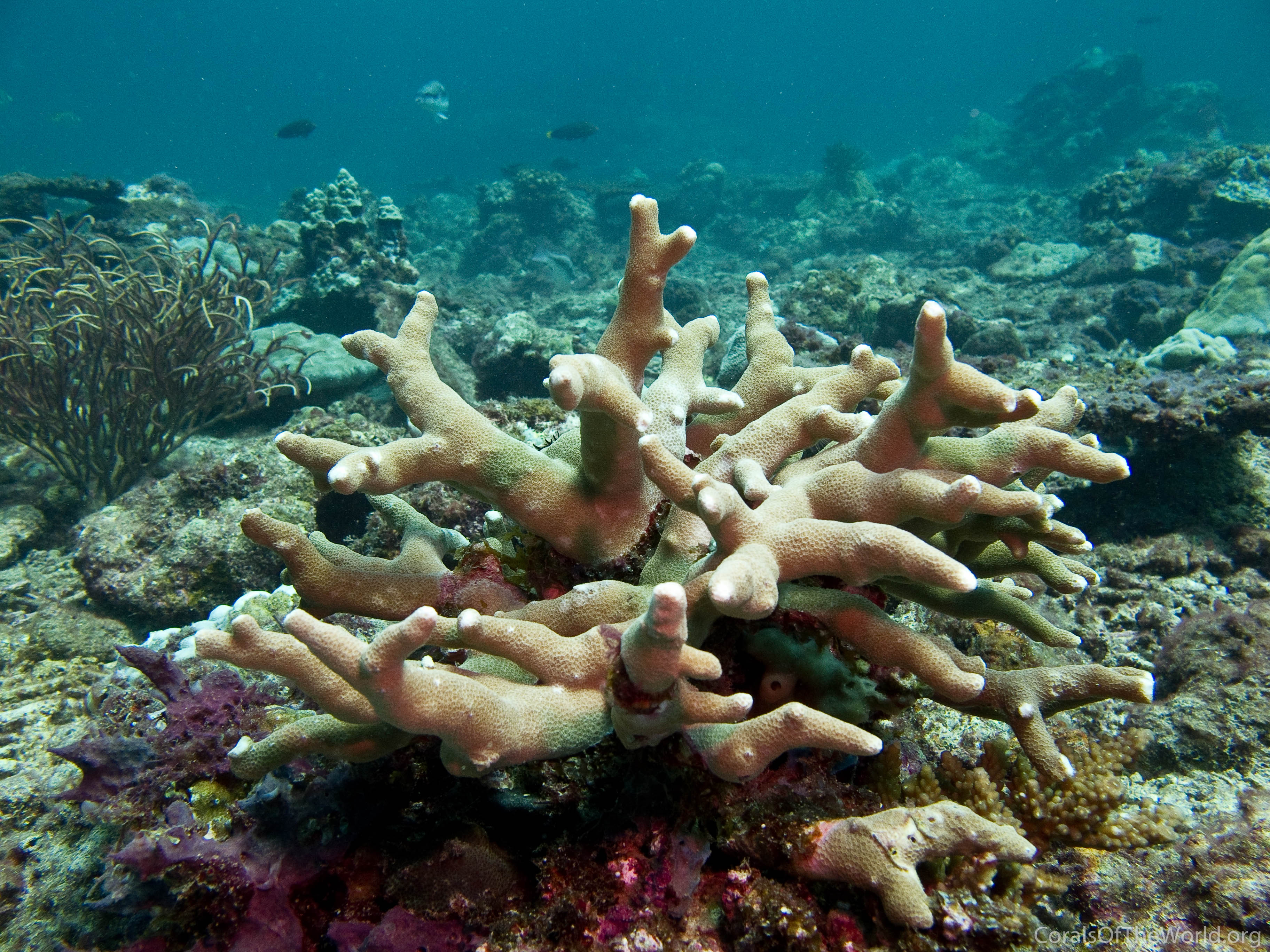Corals of the World