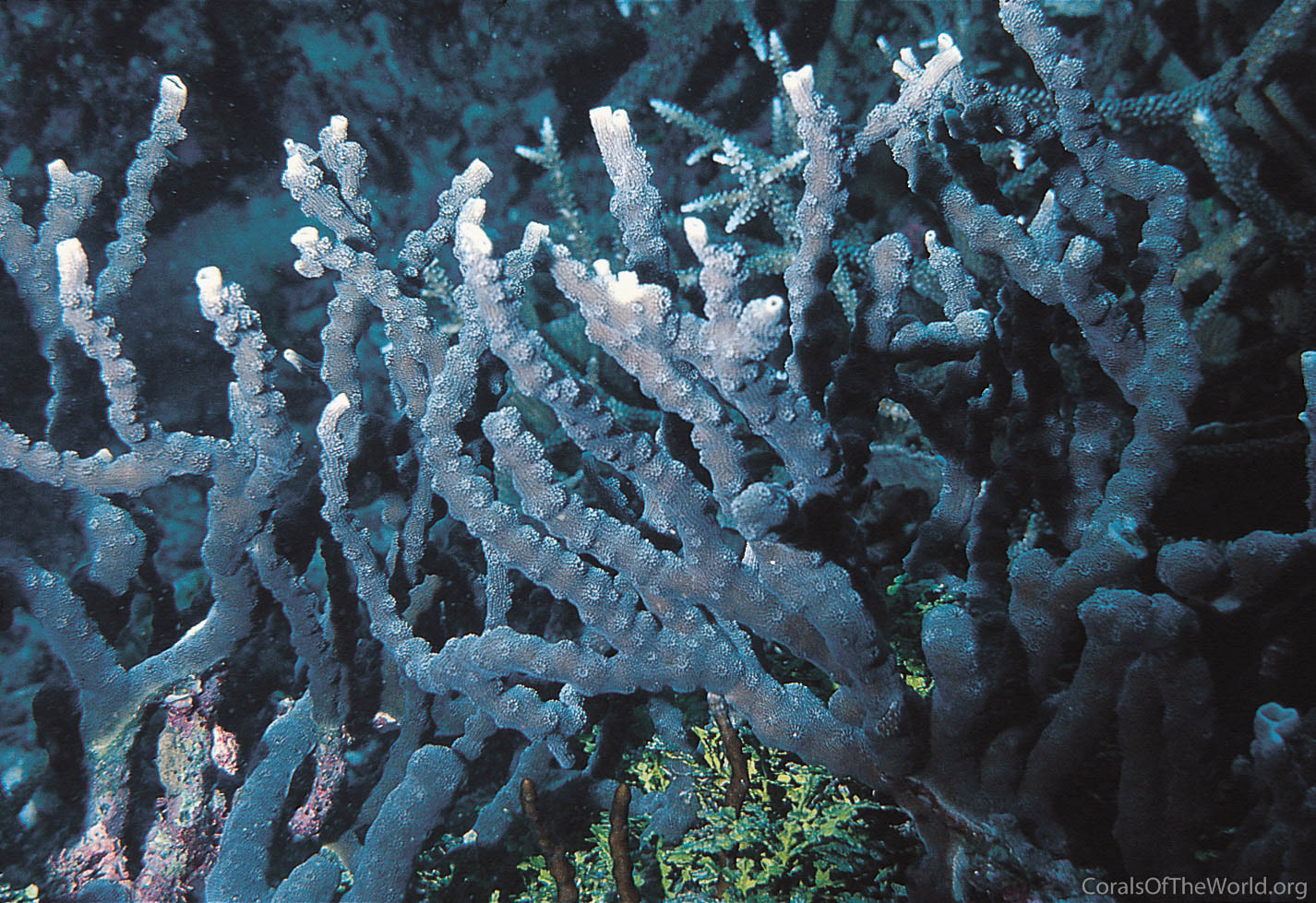 Corals of the World