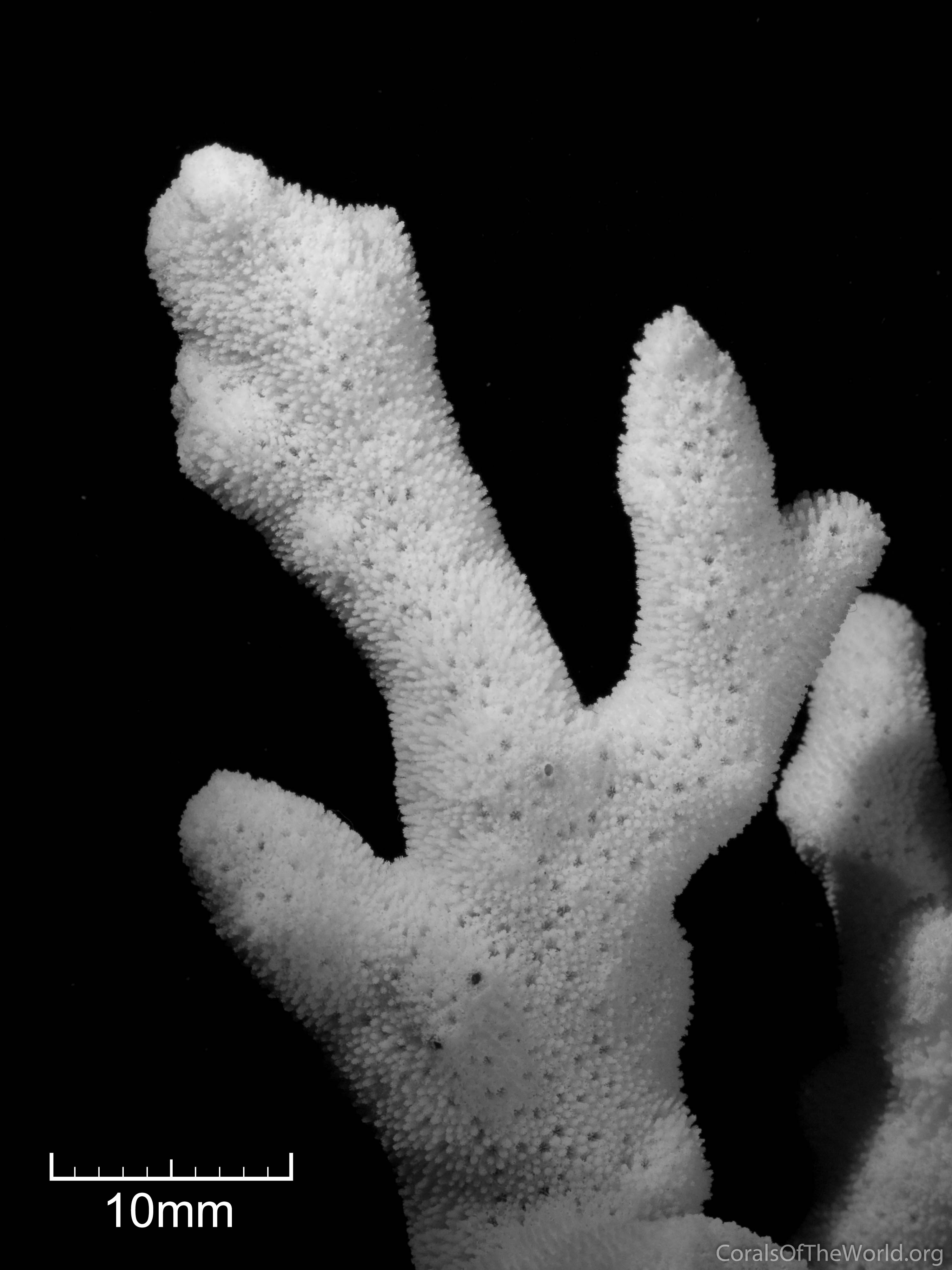 Corals of the World