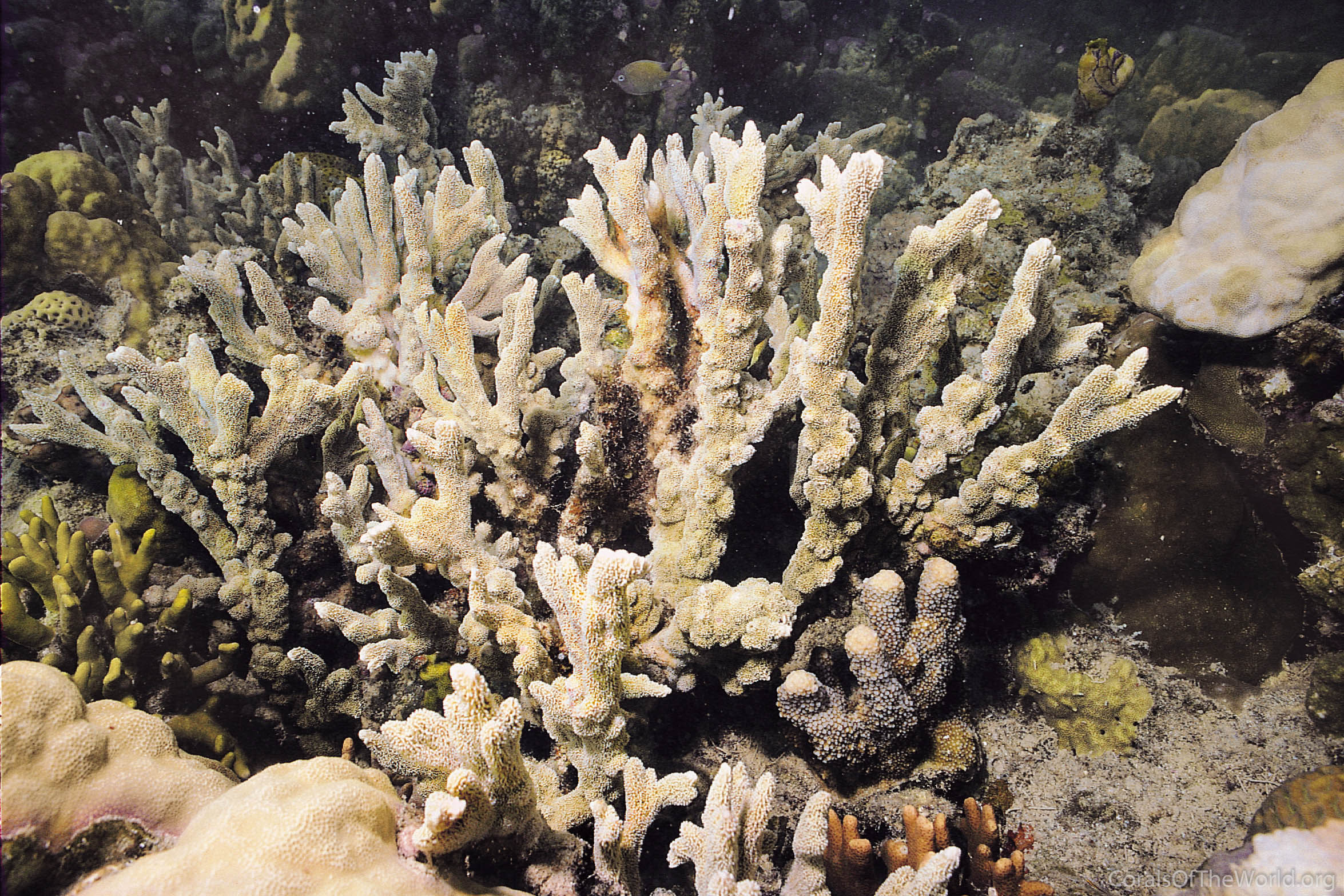 Corals of the World