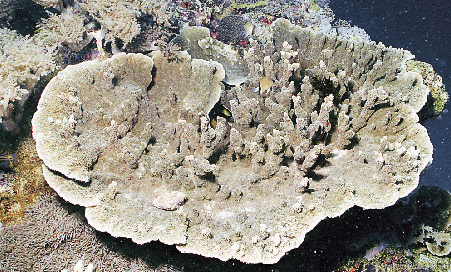 Corals of the World