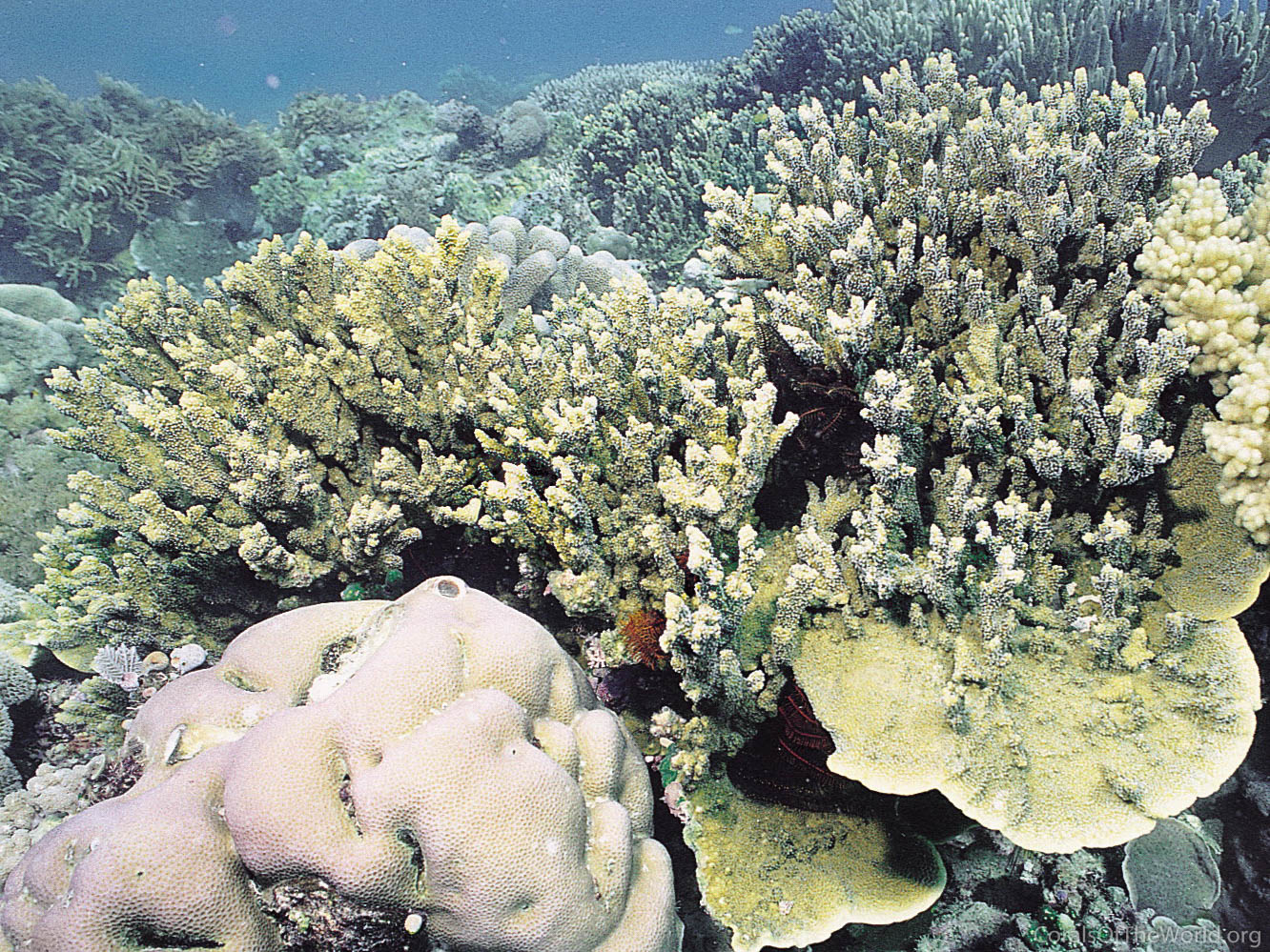 Corals of the World