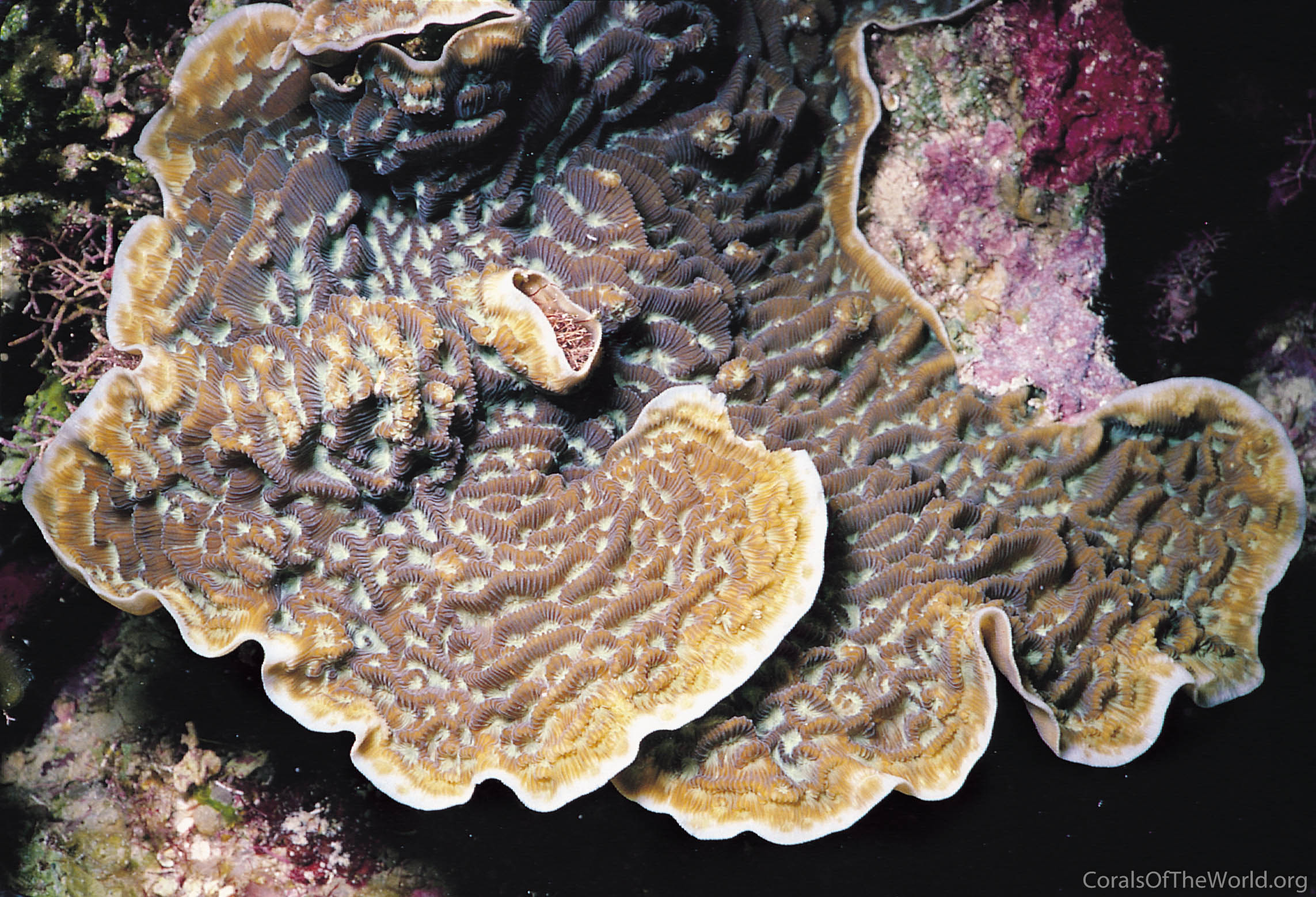 Corals of the World