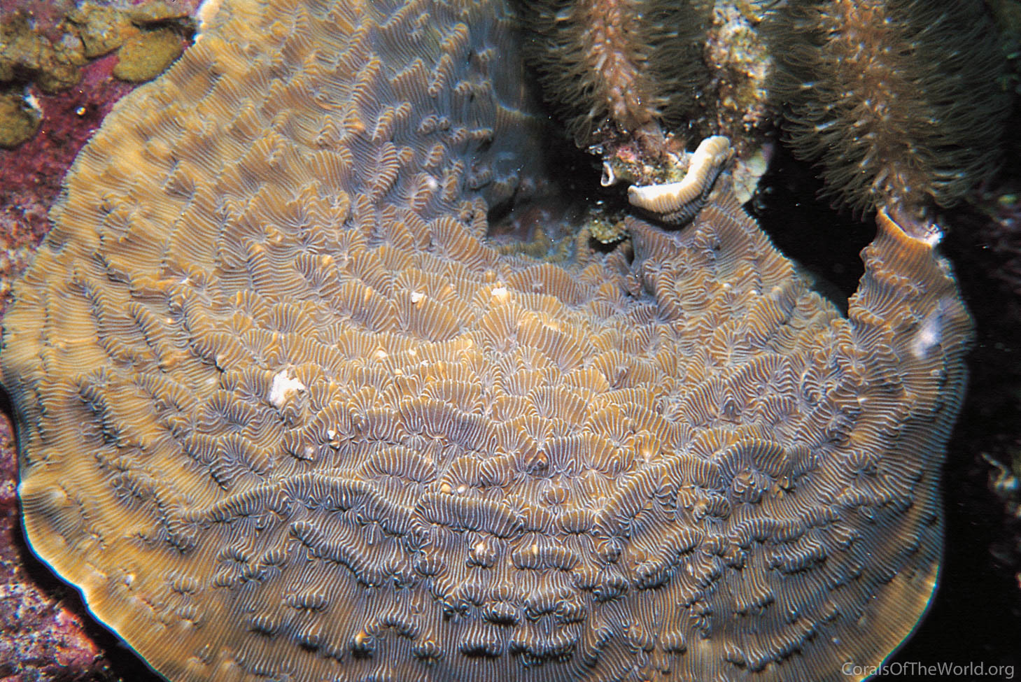 Corals of the World