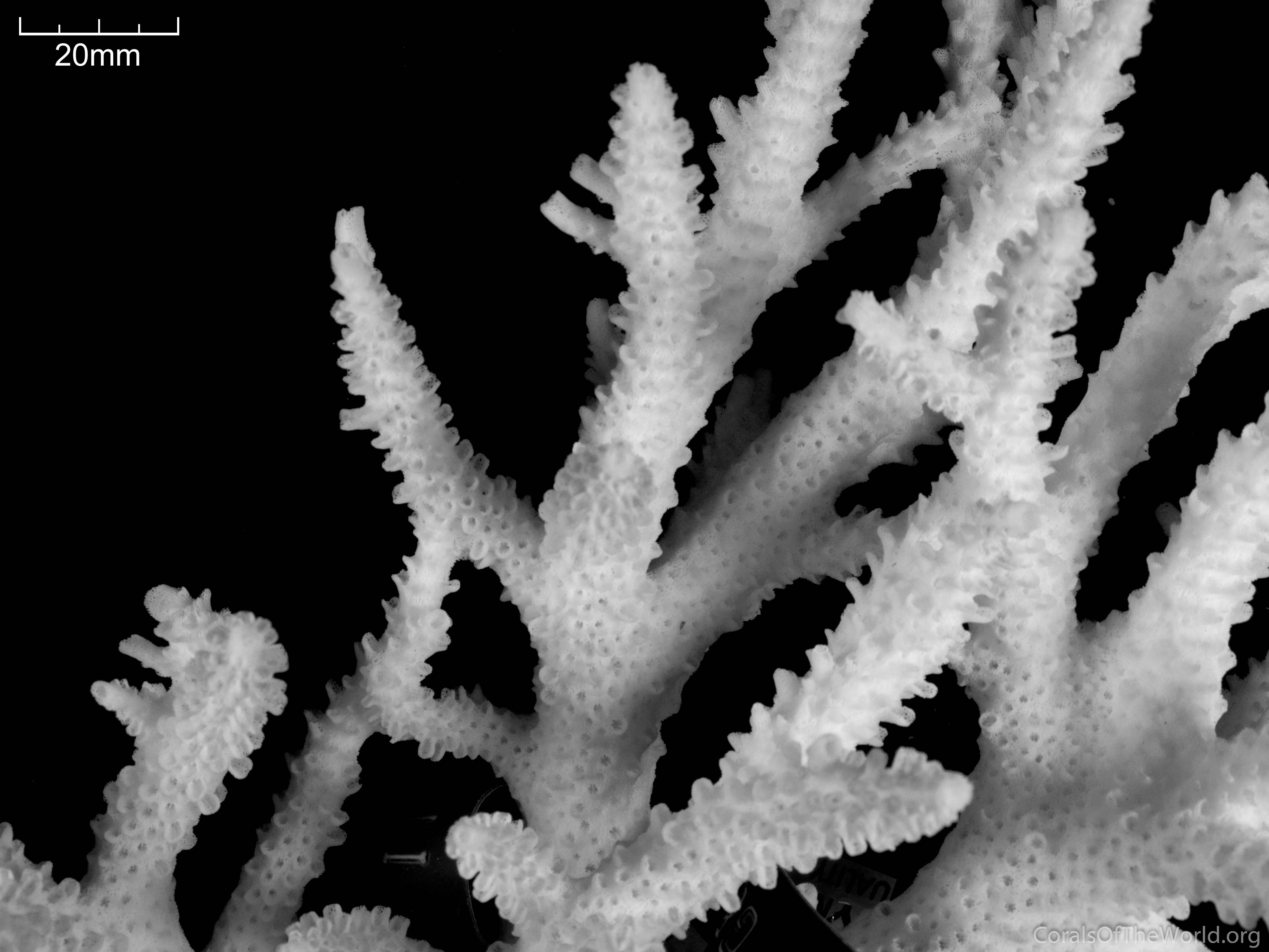 Corals of the World