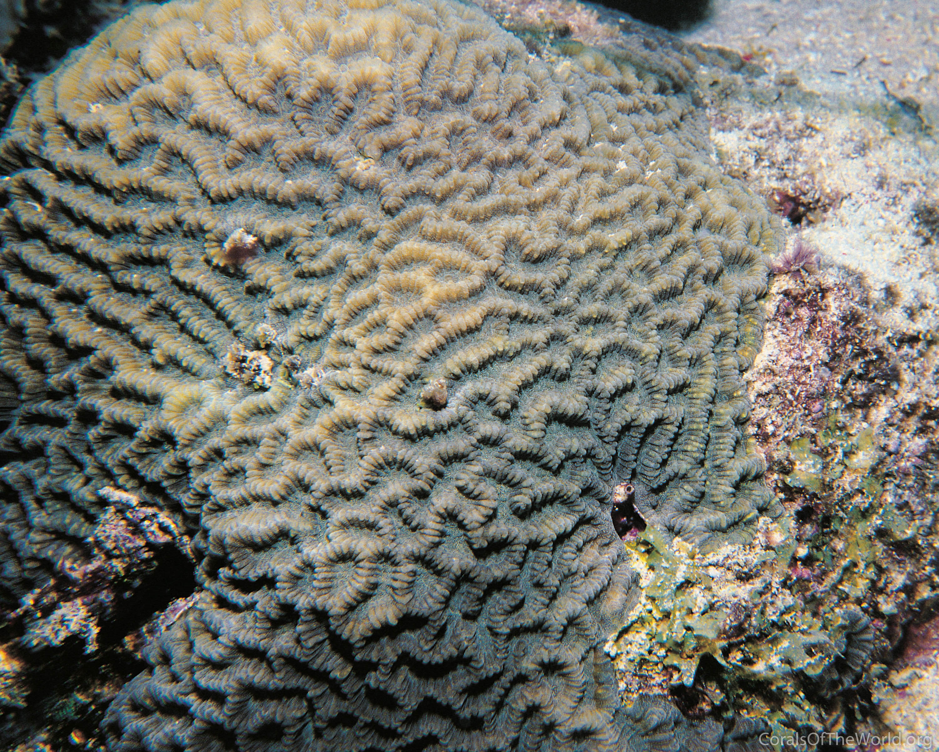 Corals of the World