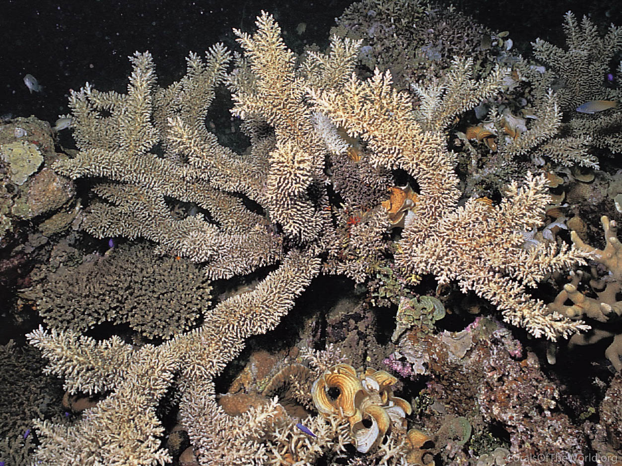 Corals of the World