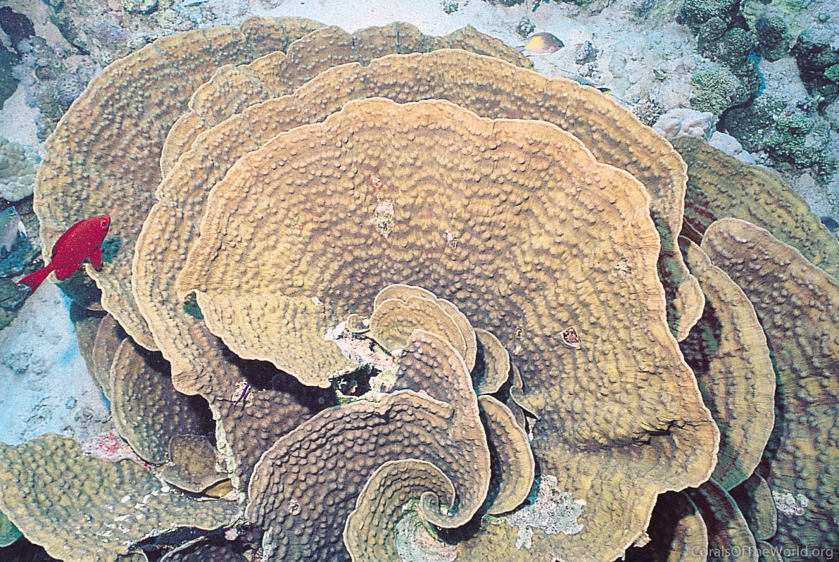 Echinophyllia aspera foto di Corals of the World.org